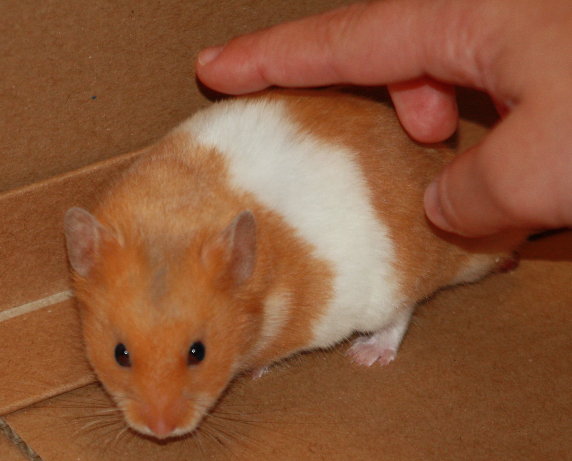 Milku the hamster being stroked