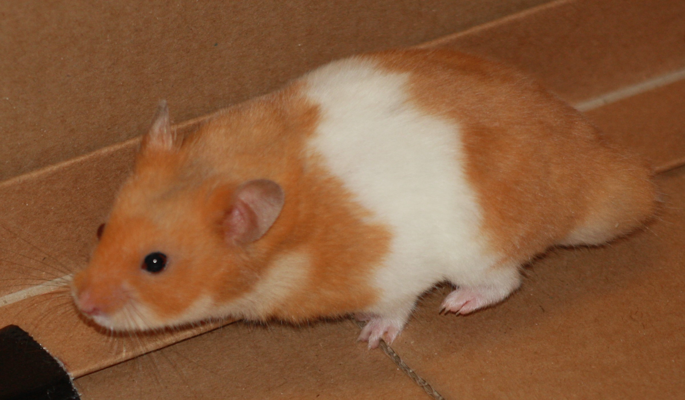 Milku the hamster