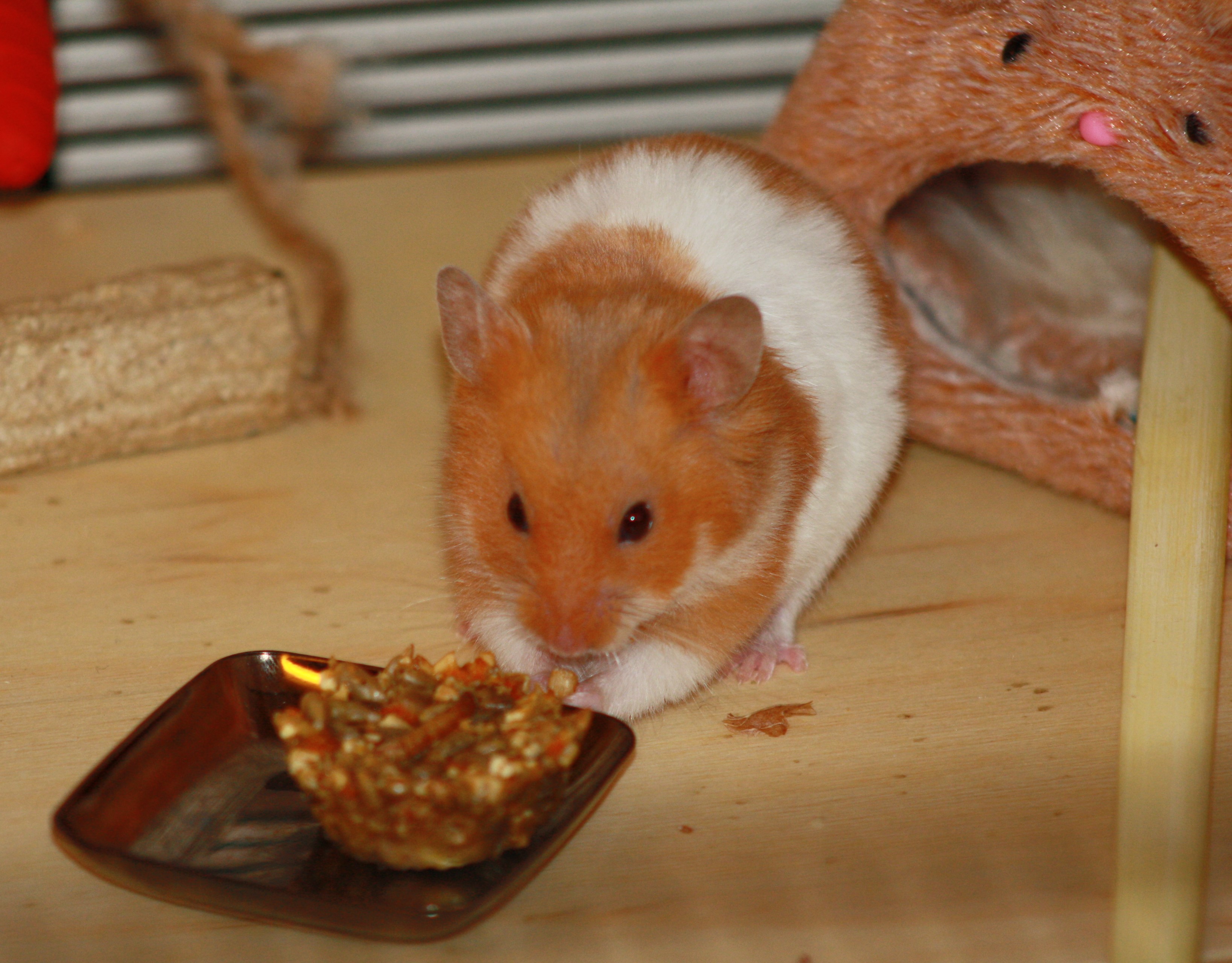 Milku eating a hamster treat