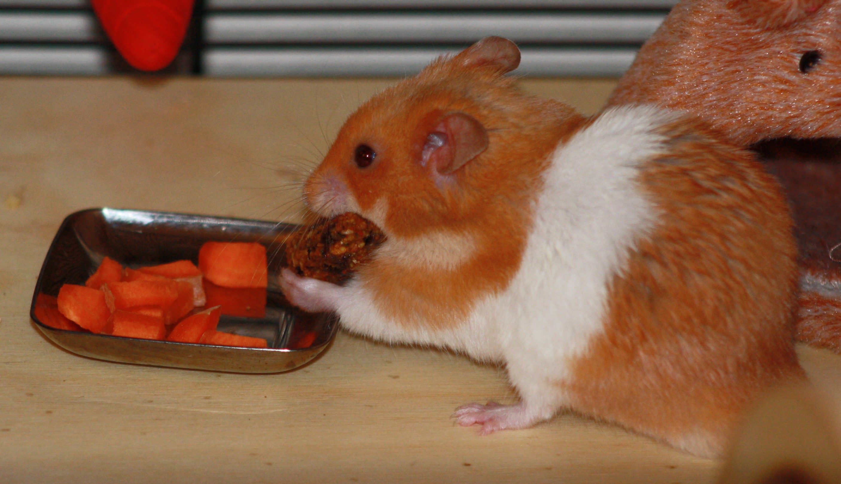 Milku eating a hamster treat