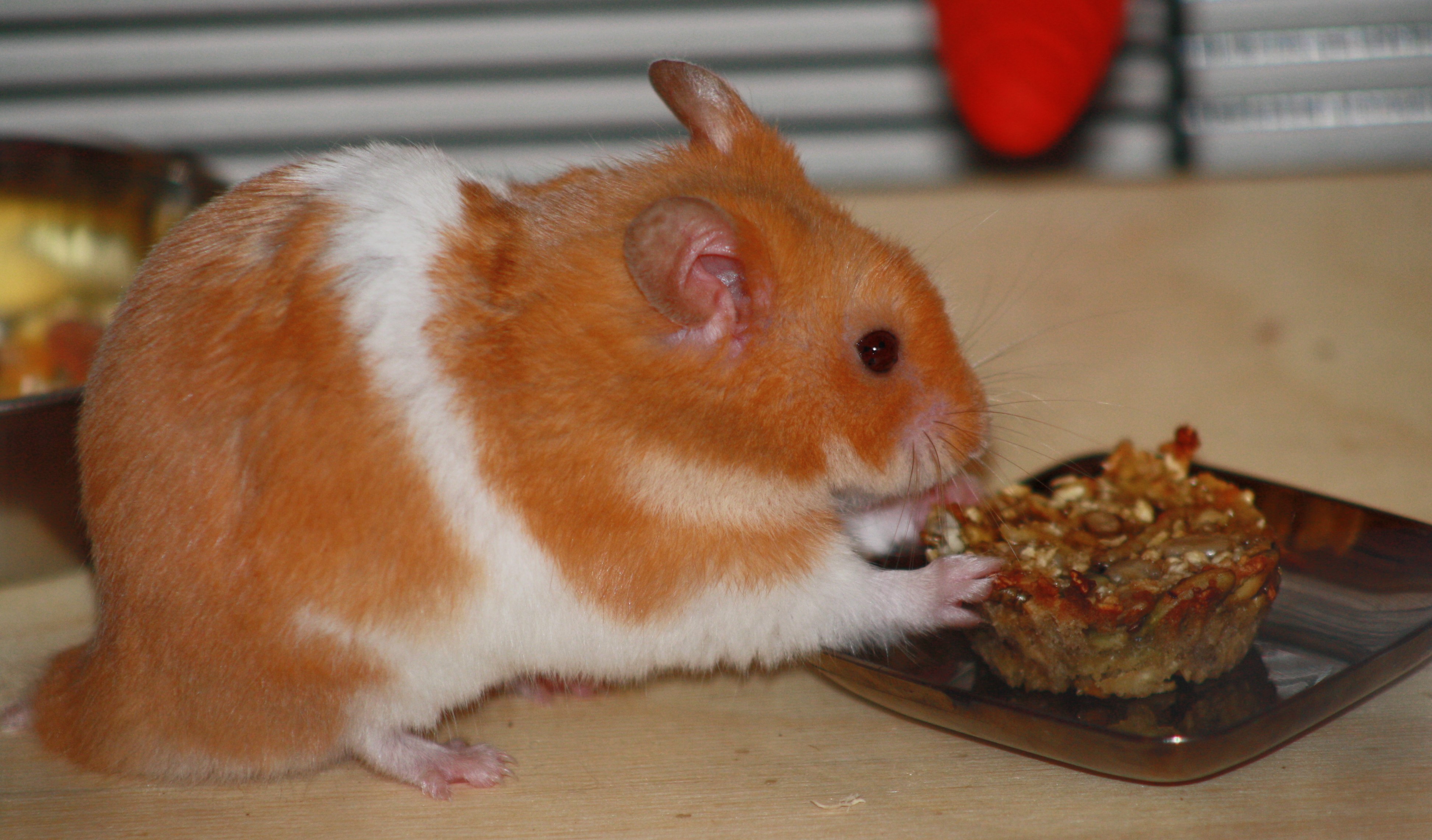 Milku eating a hamster treat