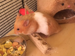 Milku the hamster eating