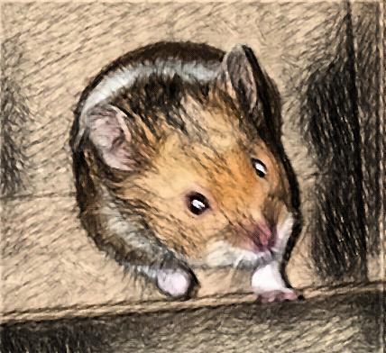 sketch of Milku the hamster