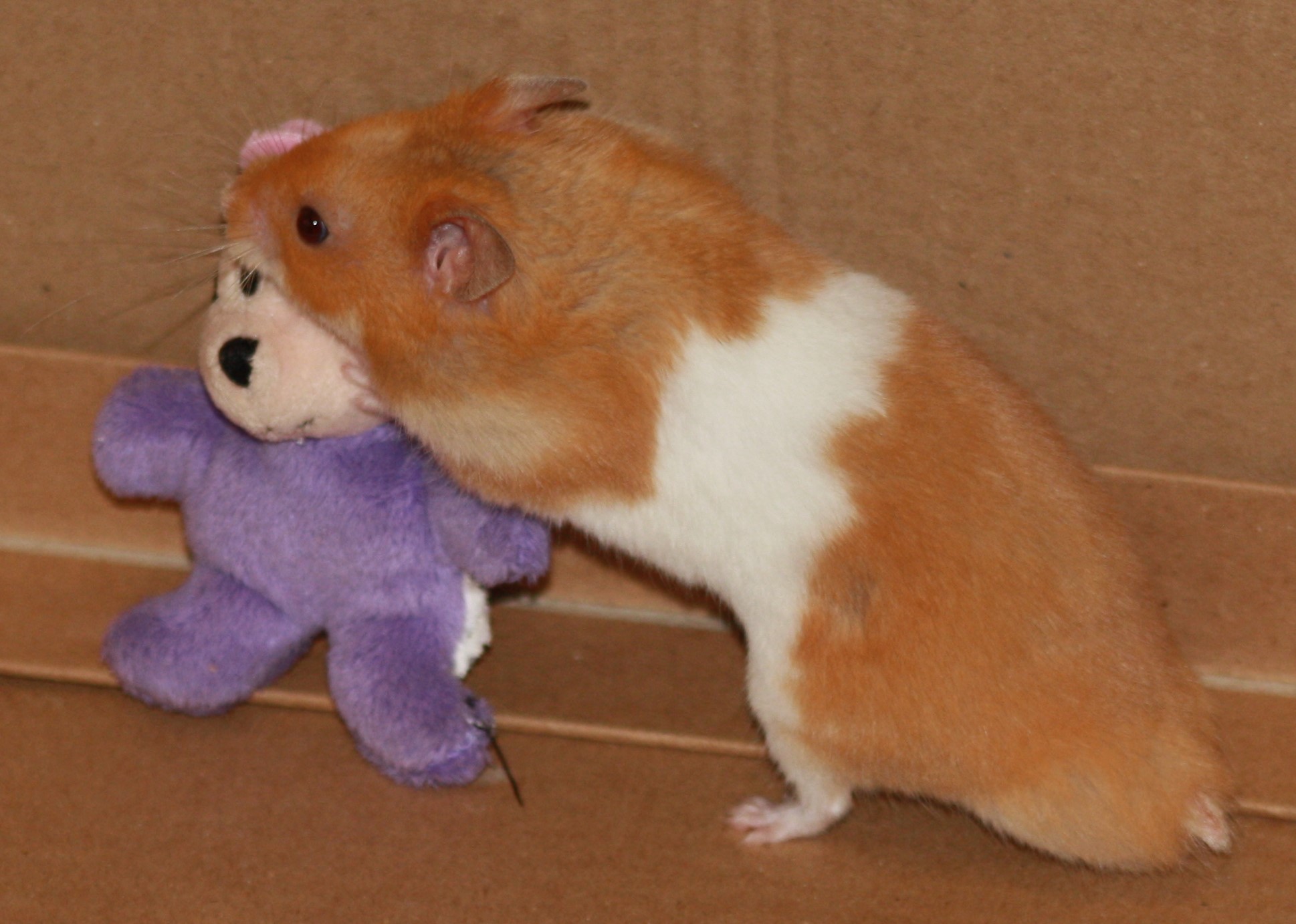 Milku the hamster with Minnie Mouse beanie