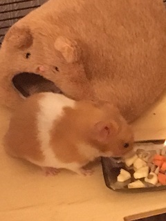 Milku the hamster snacking