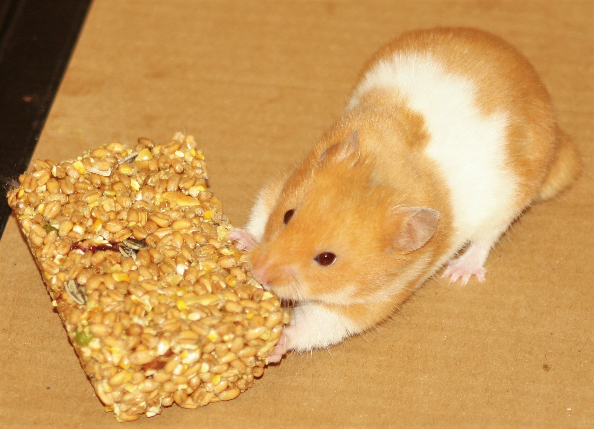 Milku the hamster with seed bar
