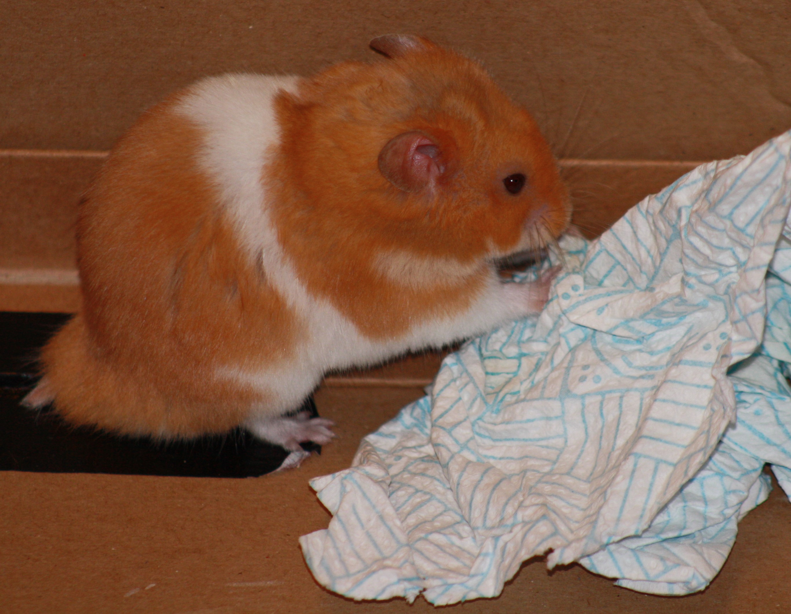 Milku the hamster with paper