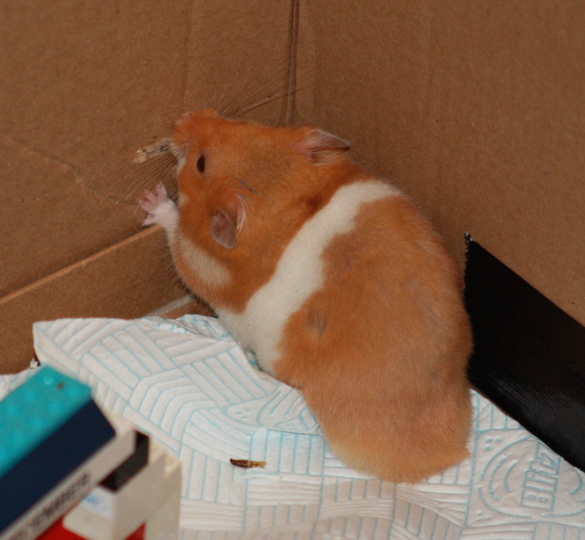 Milku gnawing at a cardboard box