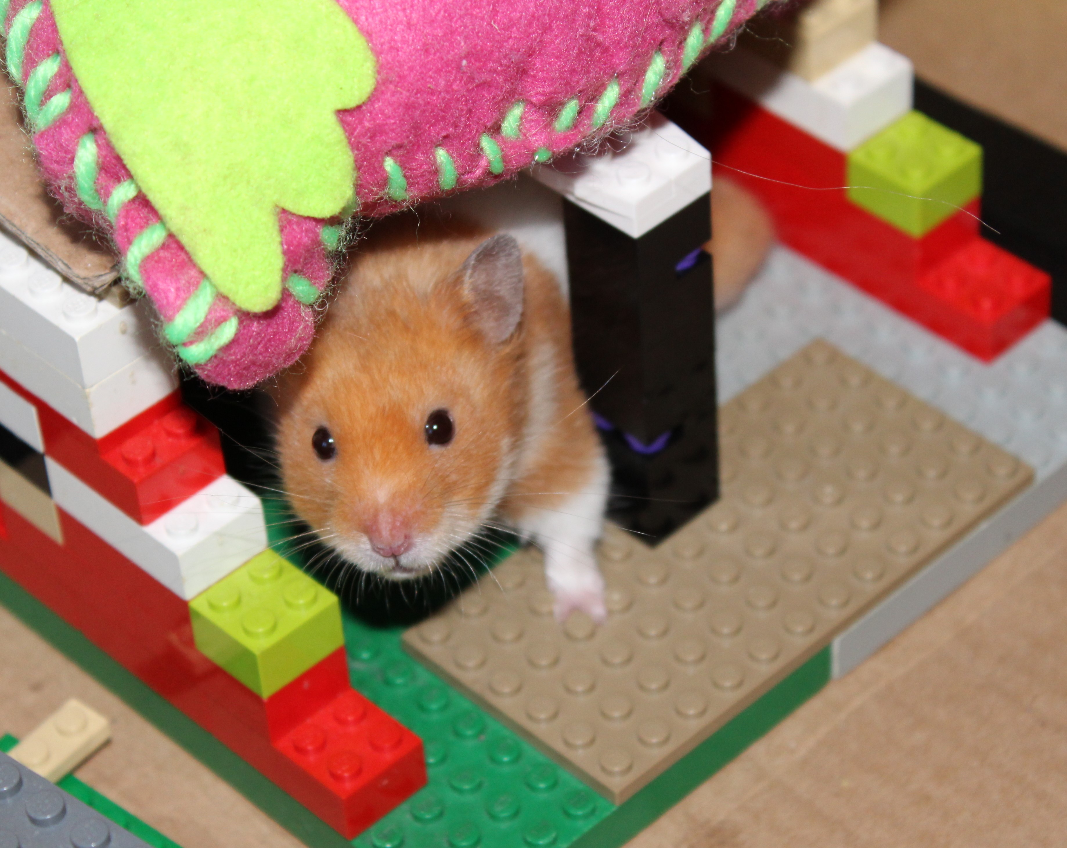 Milku in a Lego shelter