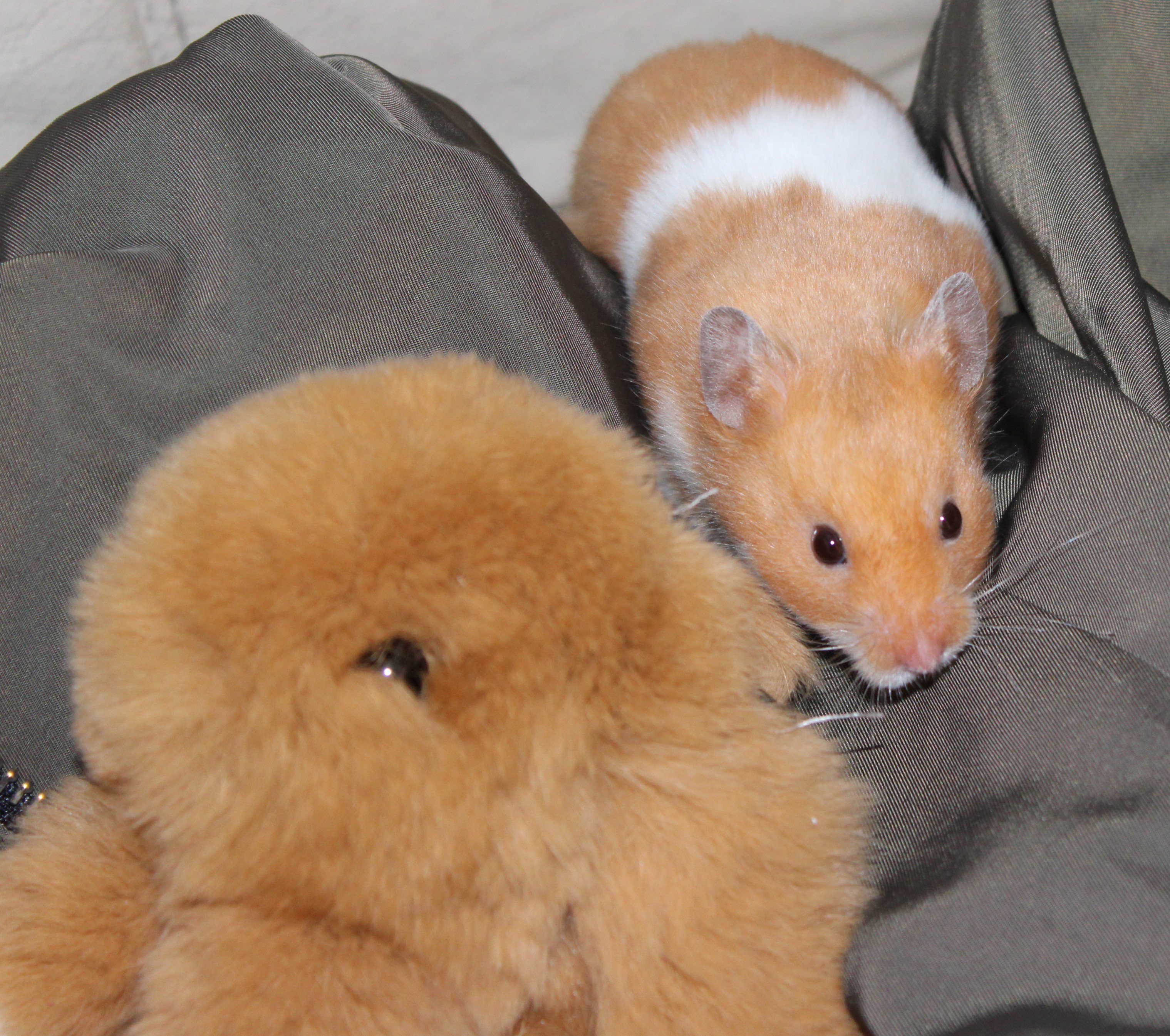 Milku with a brown toy rabbit