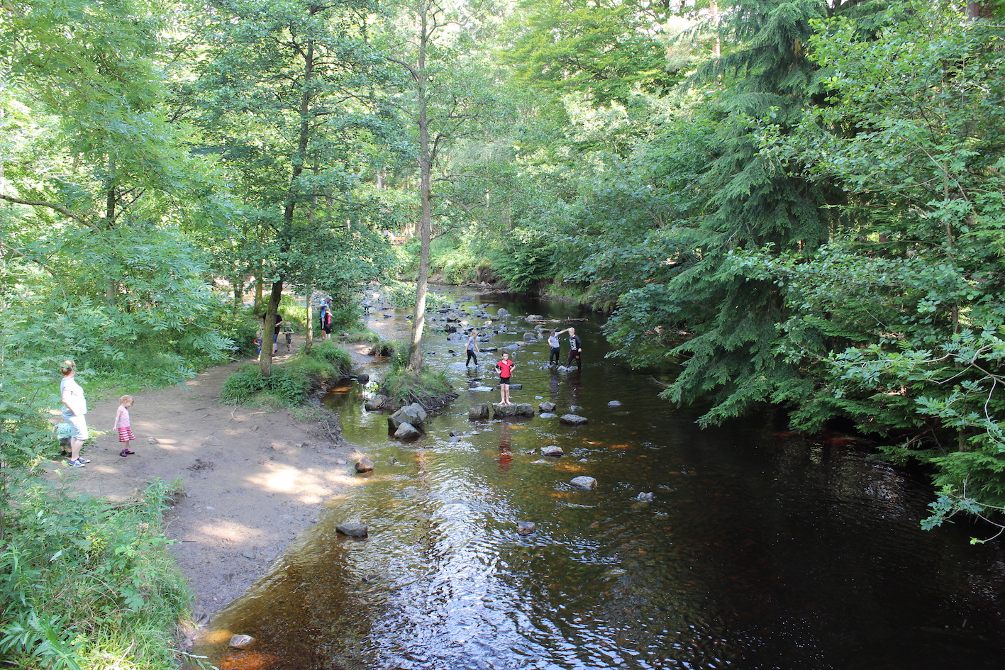 Hamsterley Forest