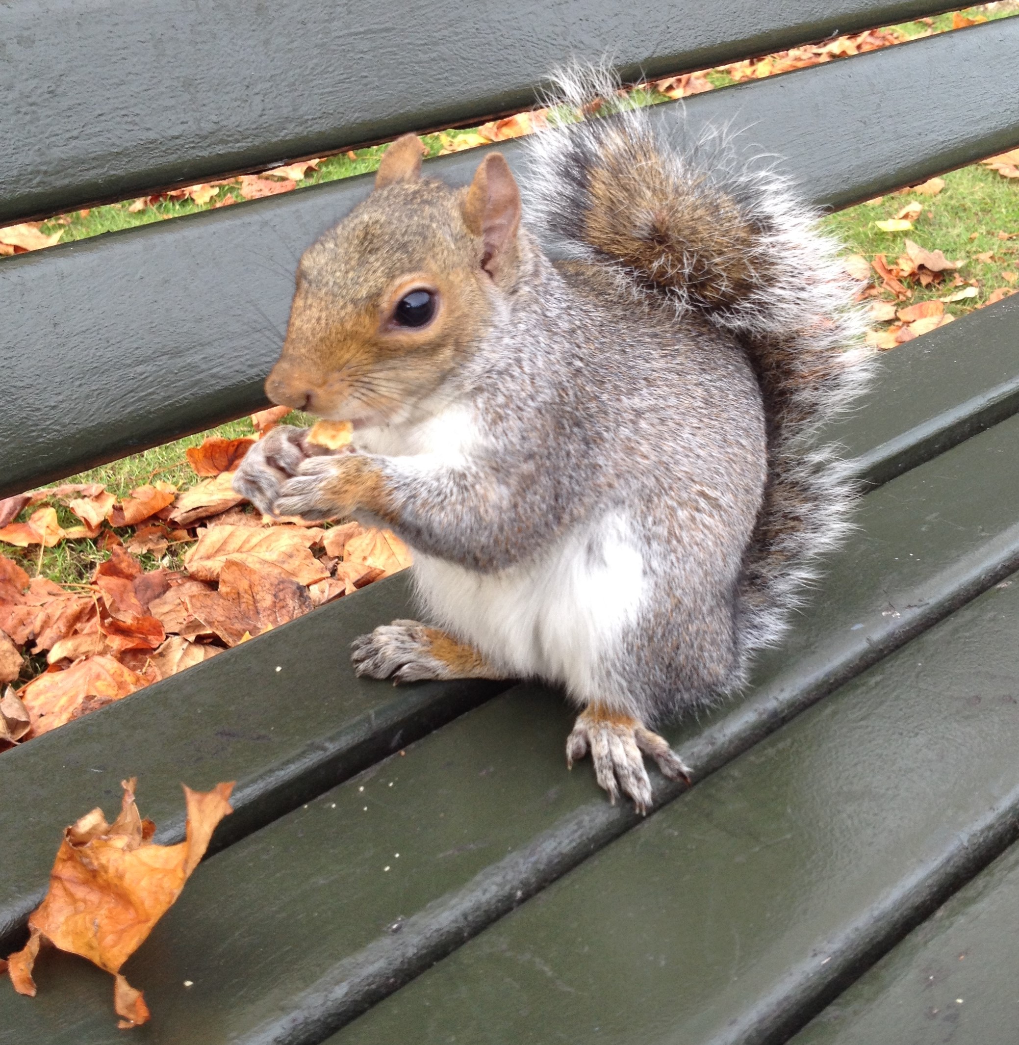 grey squirrel