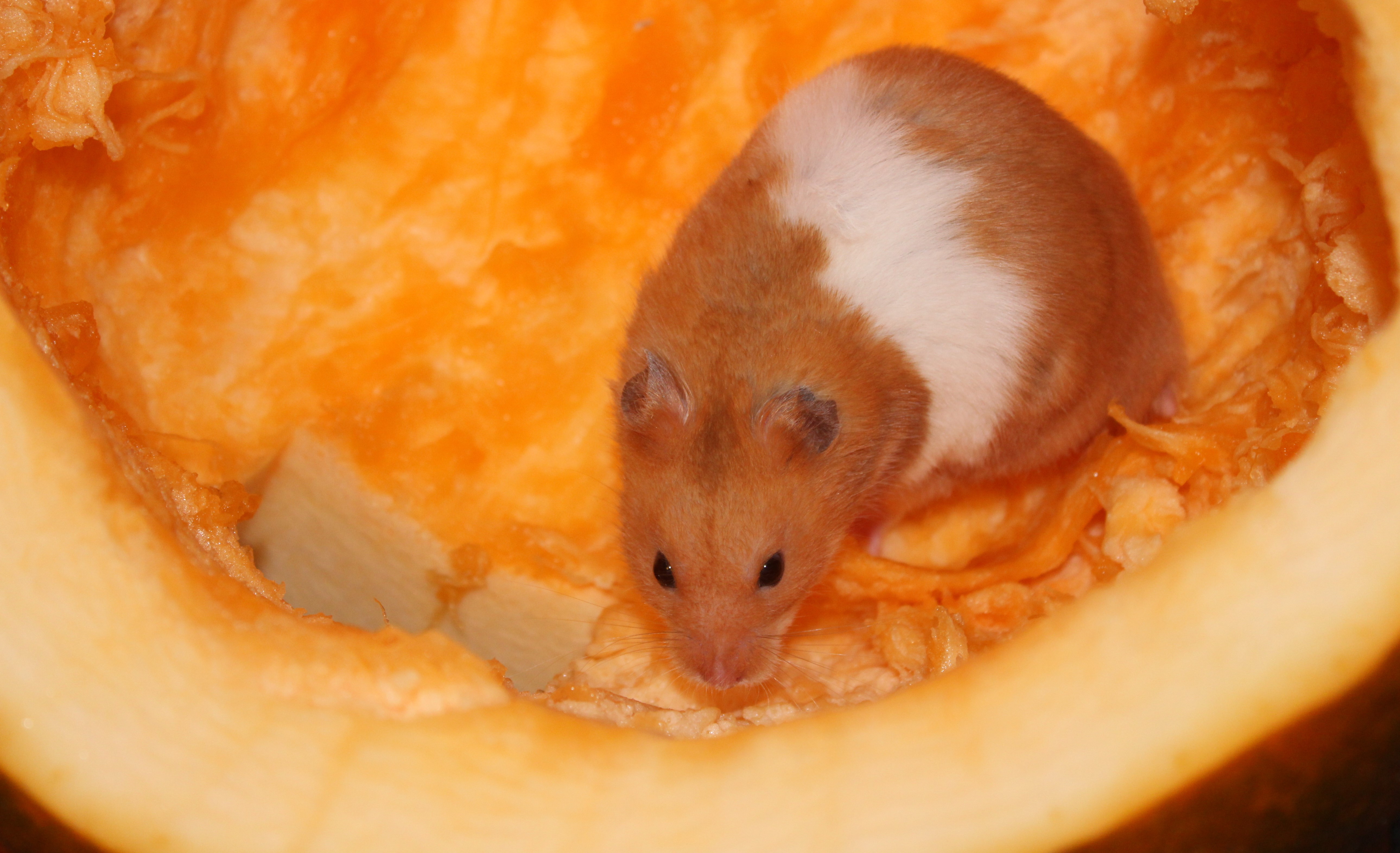 Milku in a pumpkin