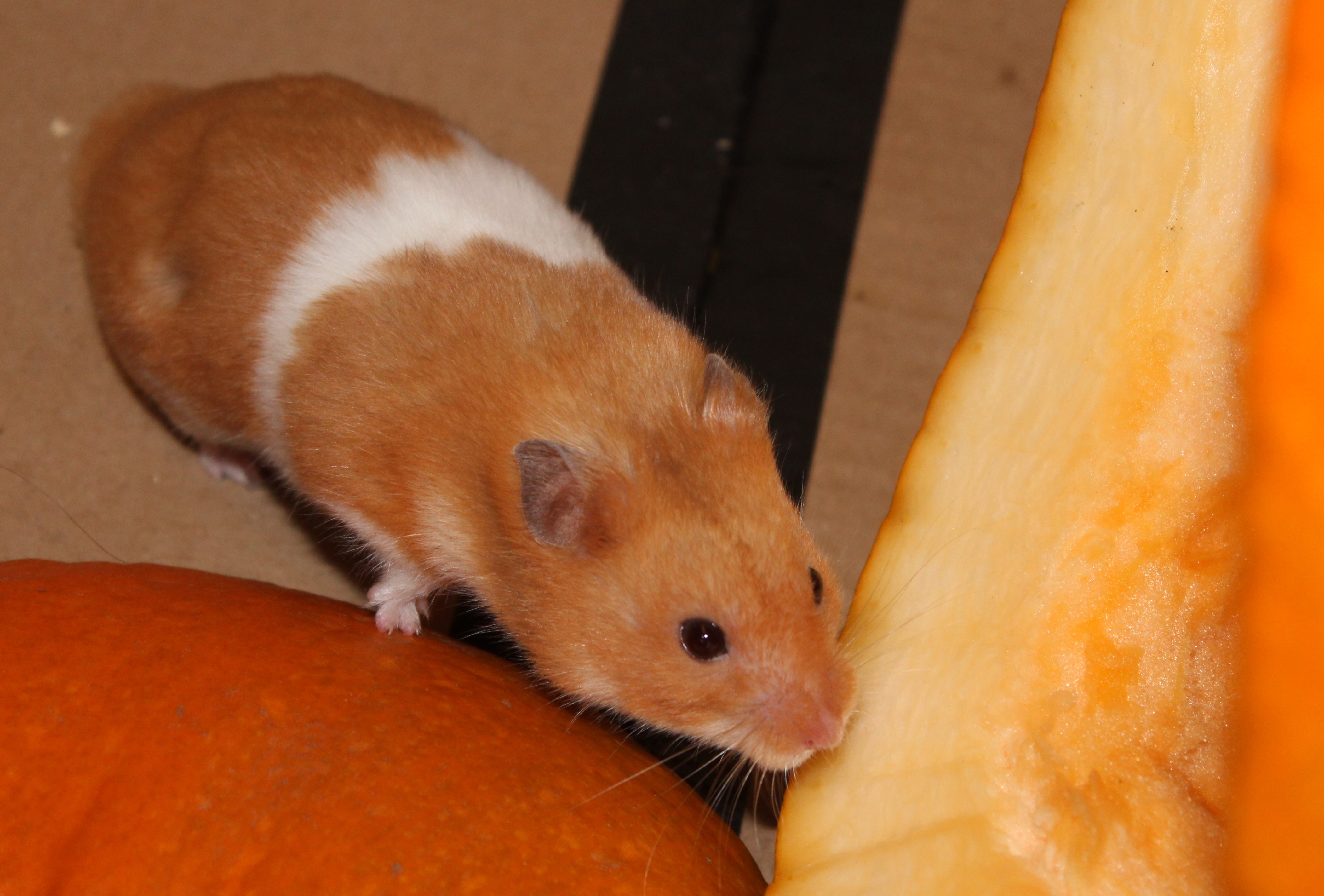 Milku with pumpkin