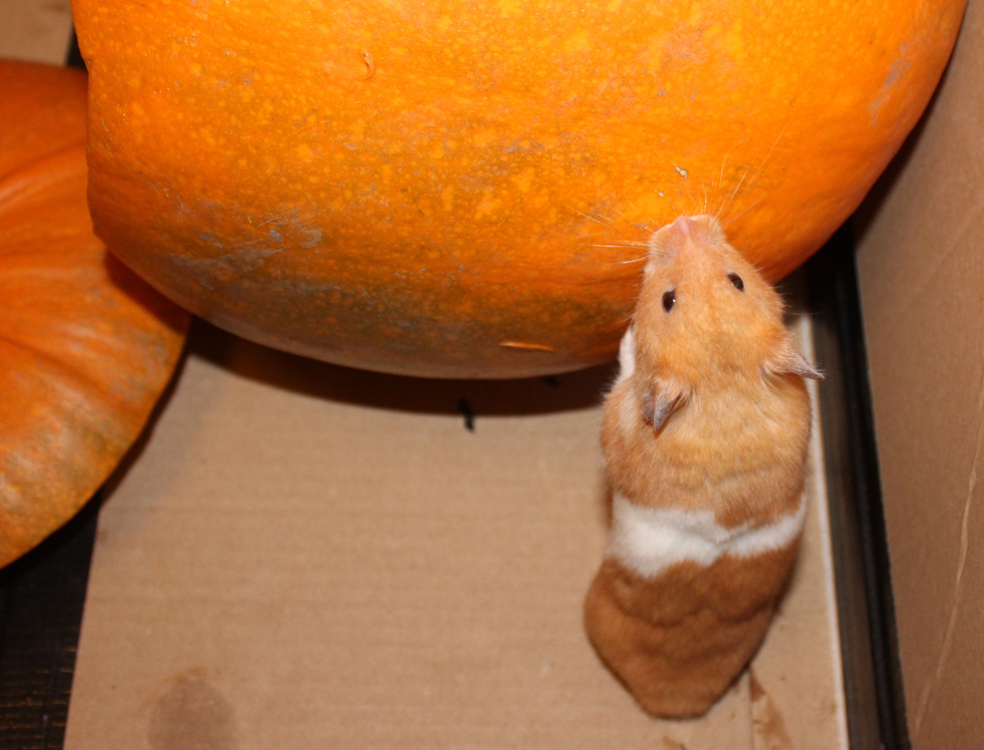 Photo of Milku standing by a pumpkin