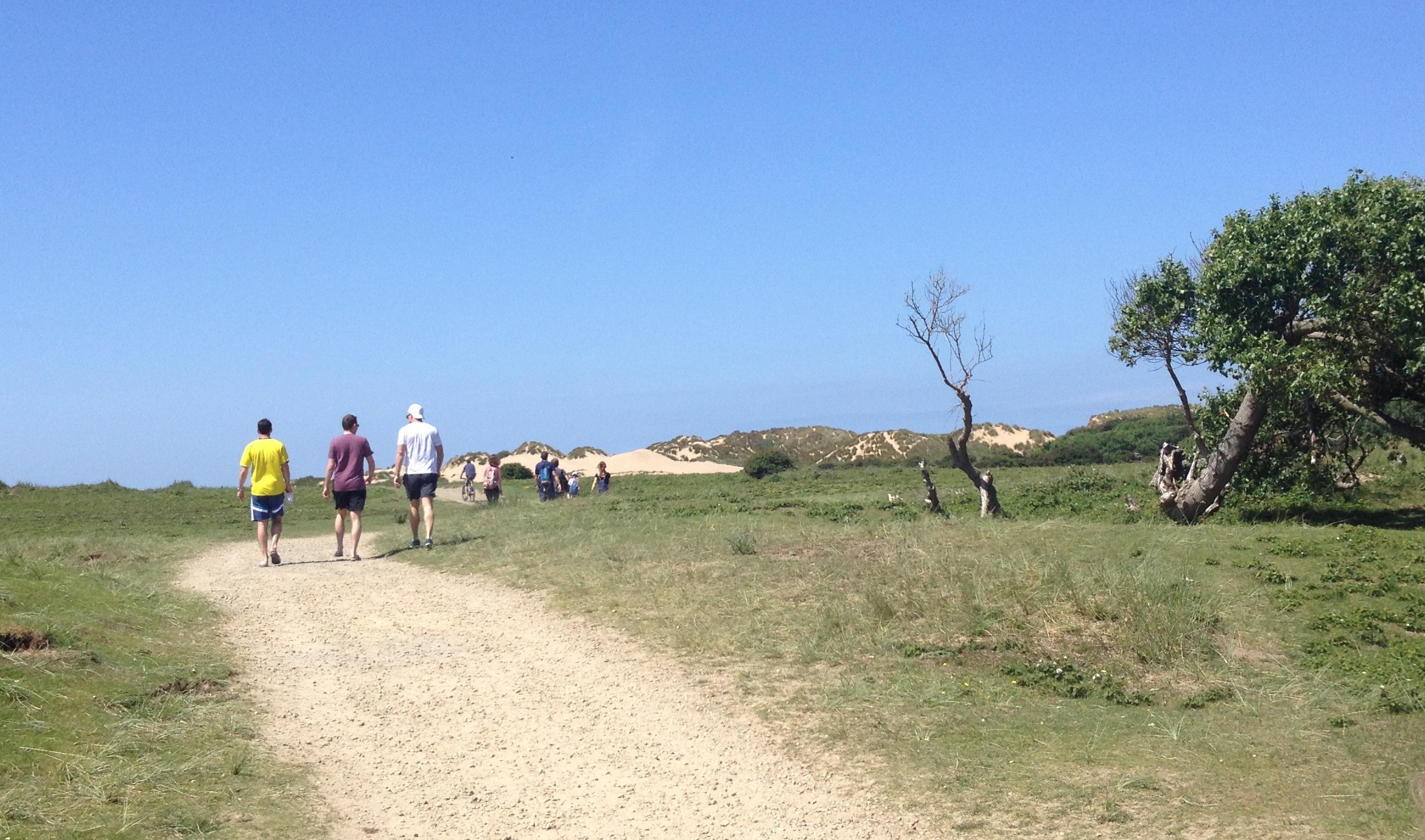 dune grassland at Formby