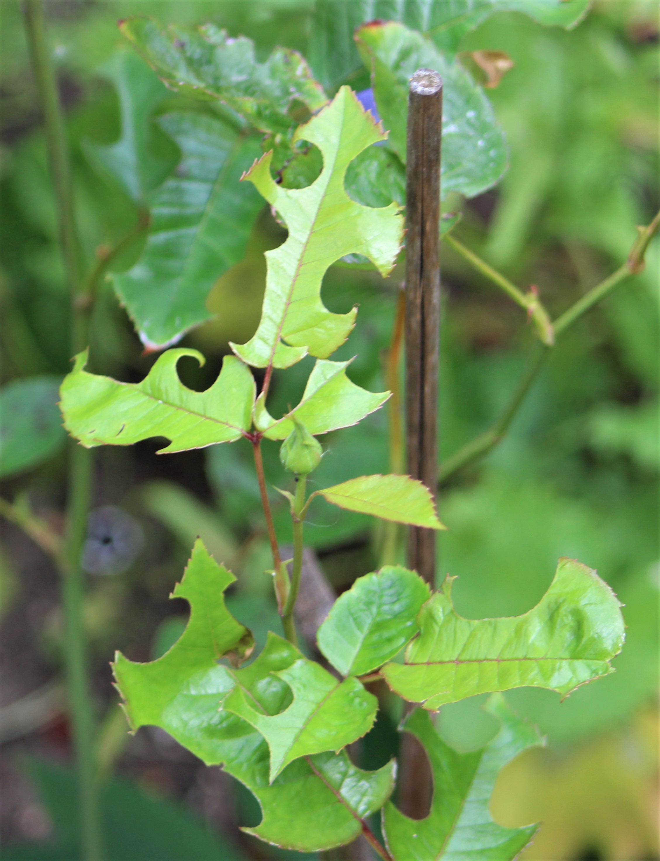 rose leaves that have been eaten by pests