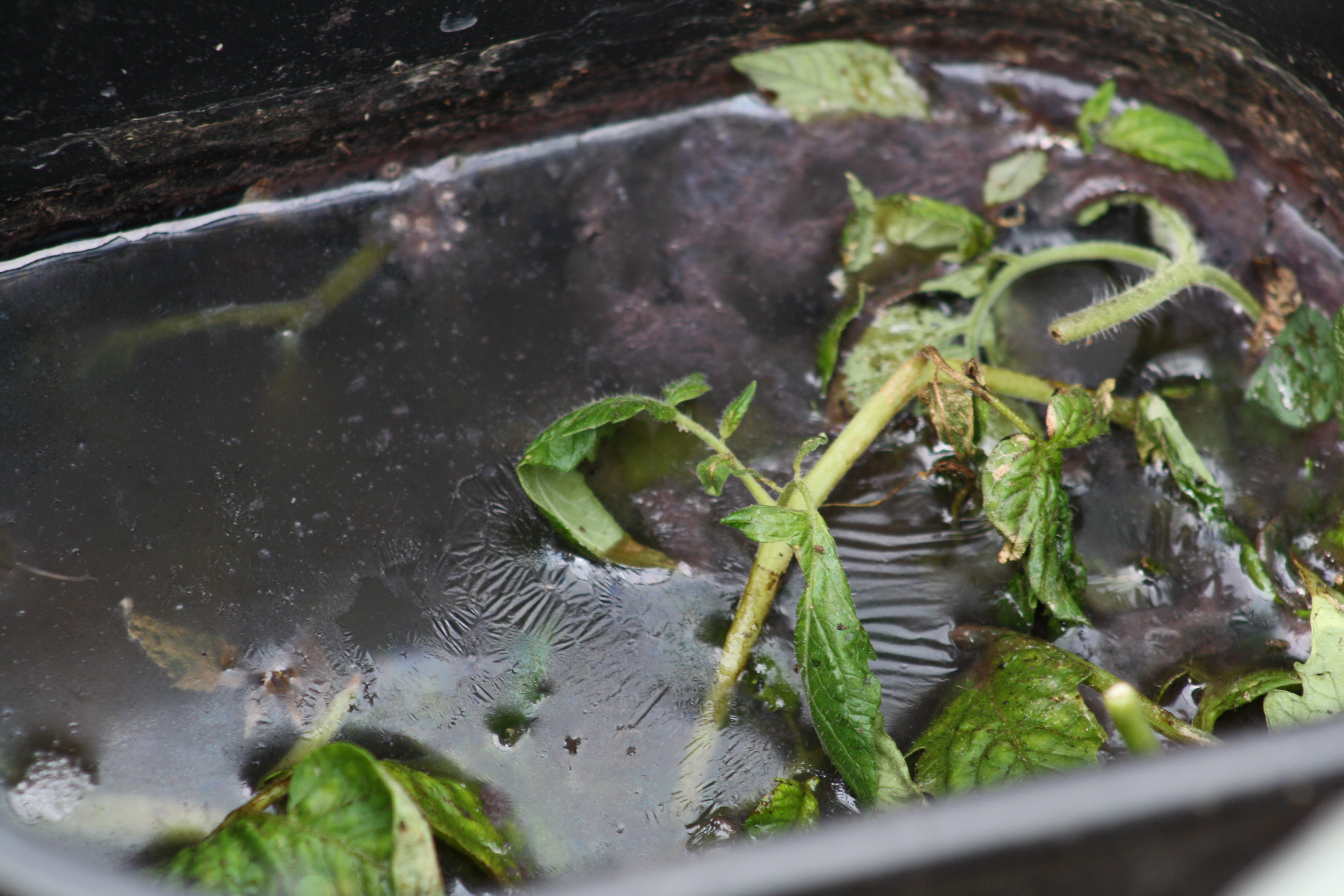 decaying leaves in a black bucket