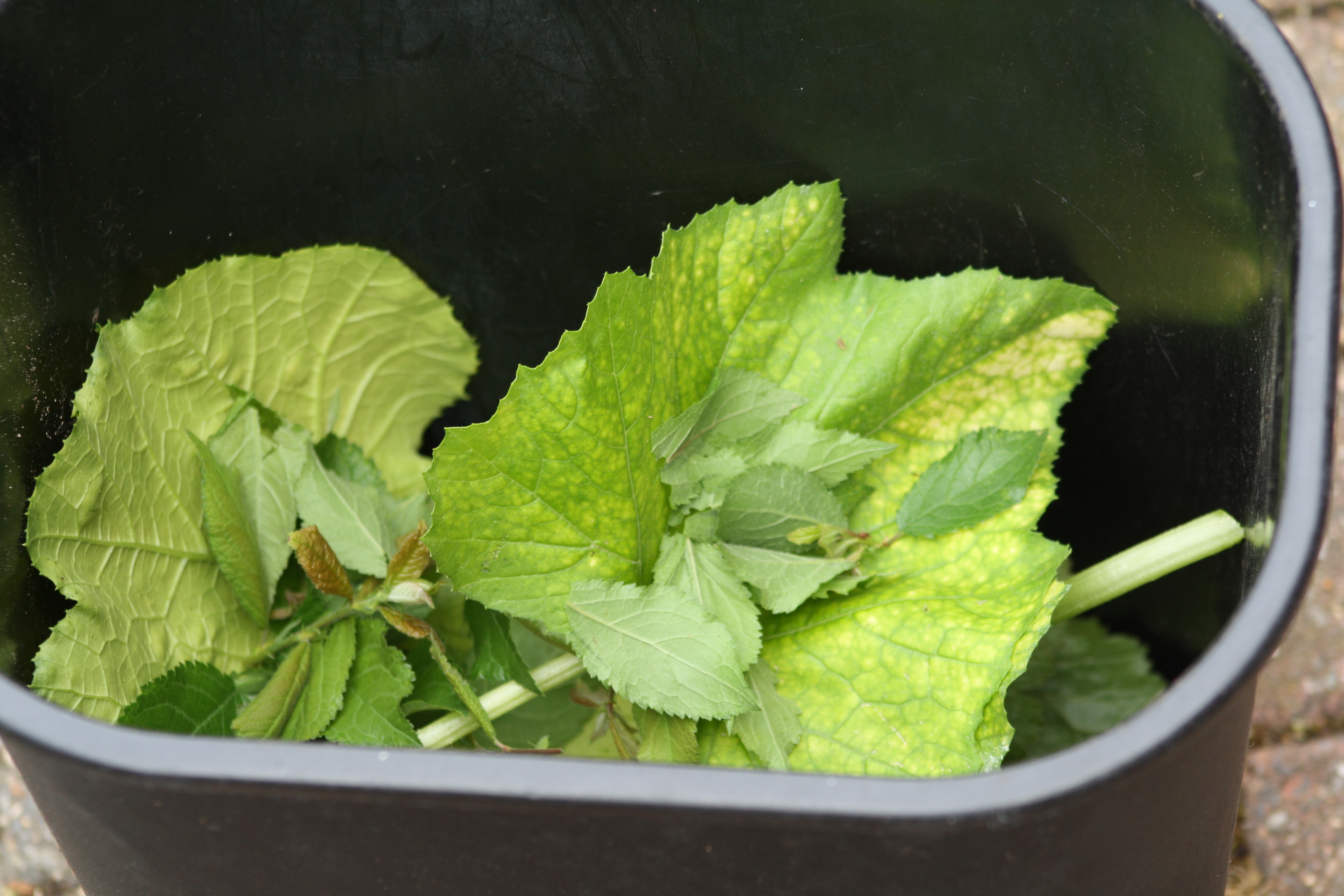 leaves in a black bucket