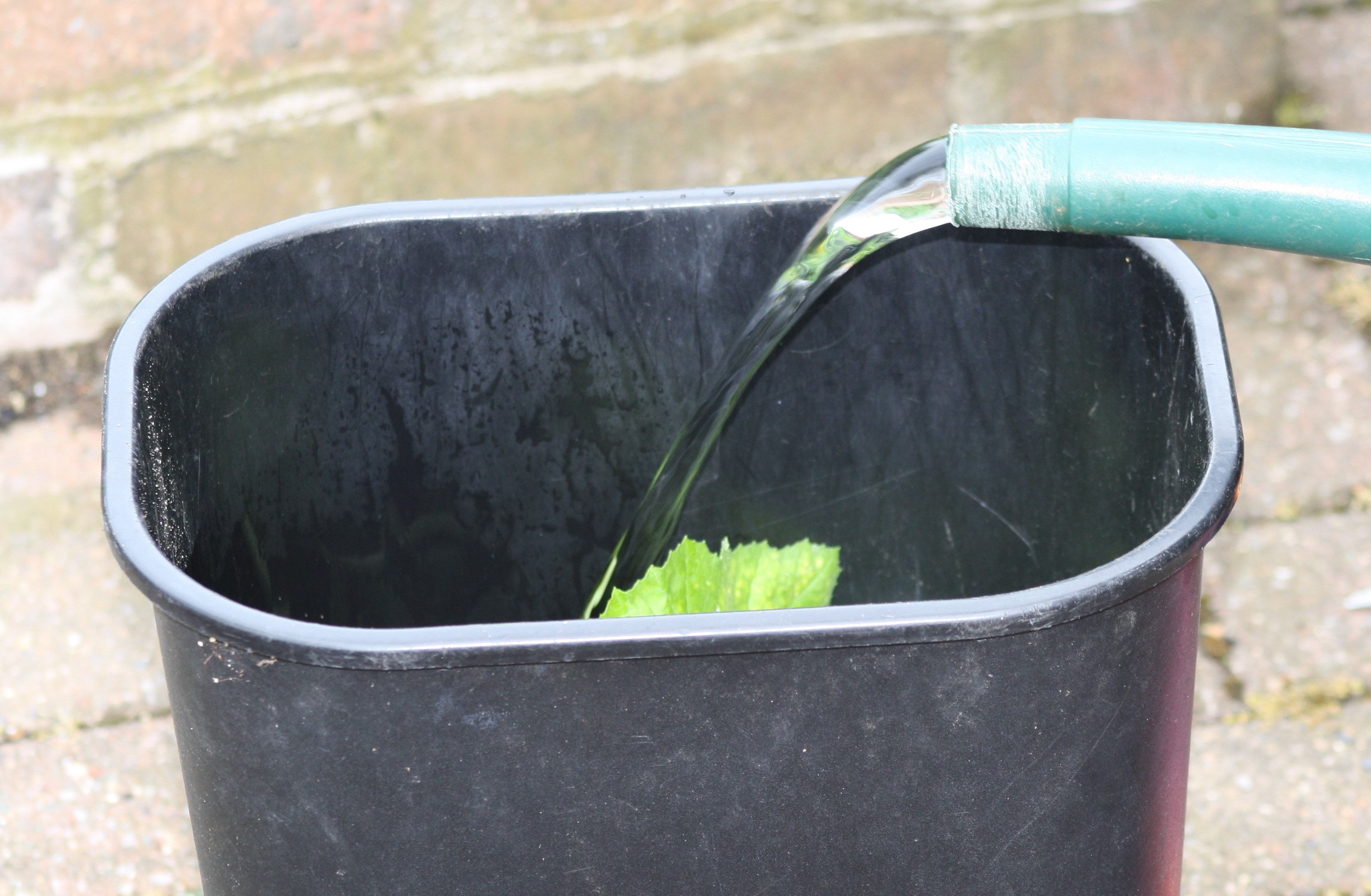 adding water to leaves in a black bucket