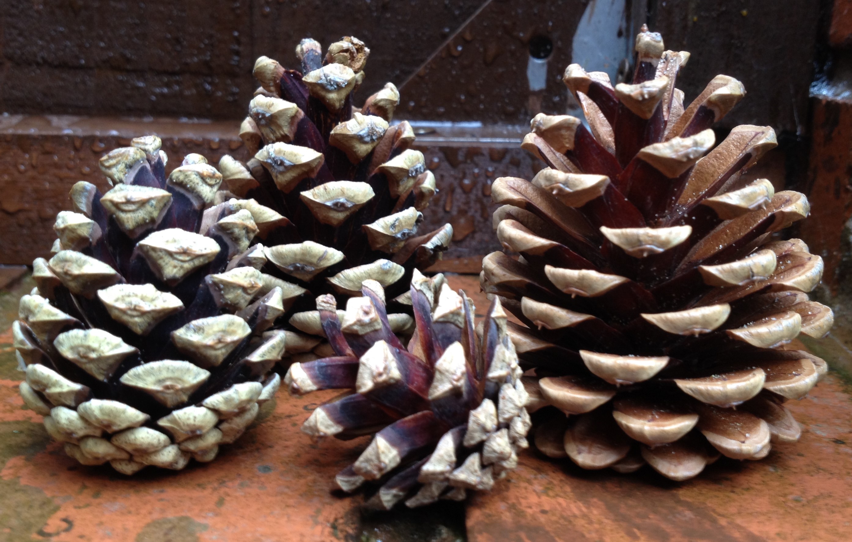 pine cones open in dry weather