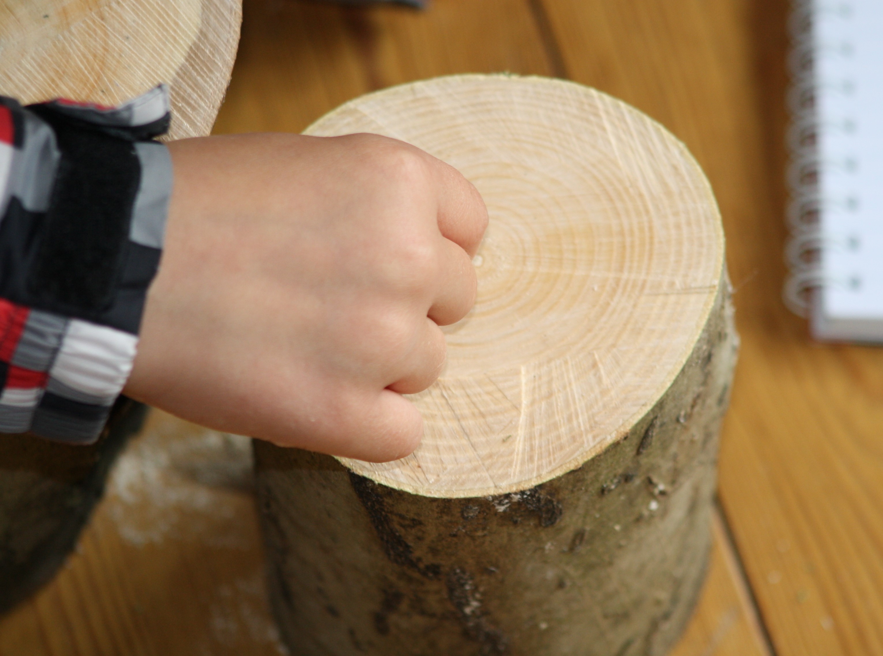 child counting tree rings