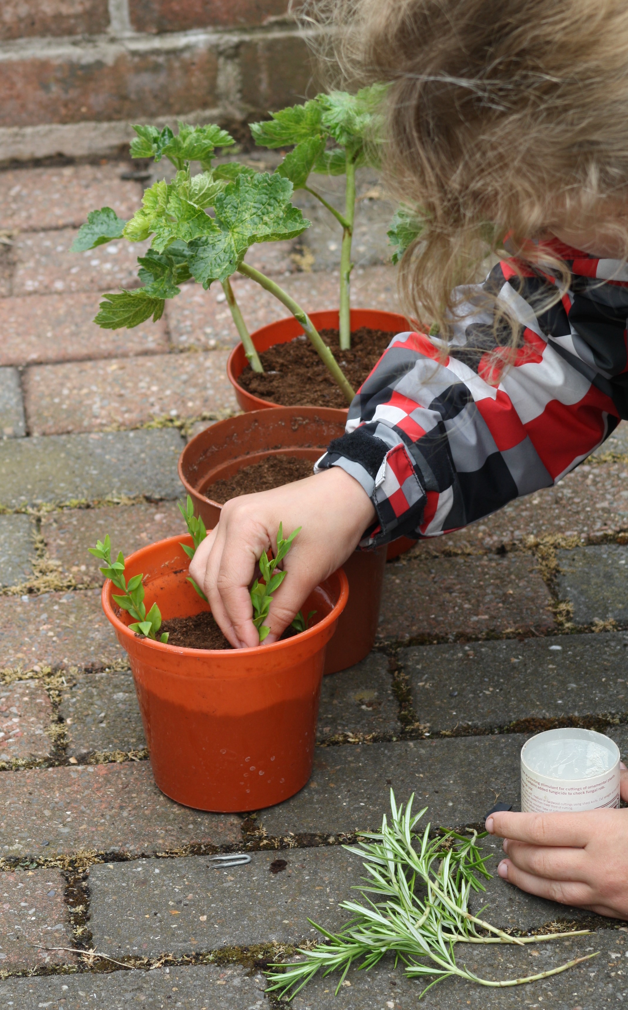 plant cuttings