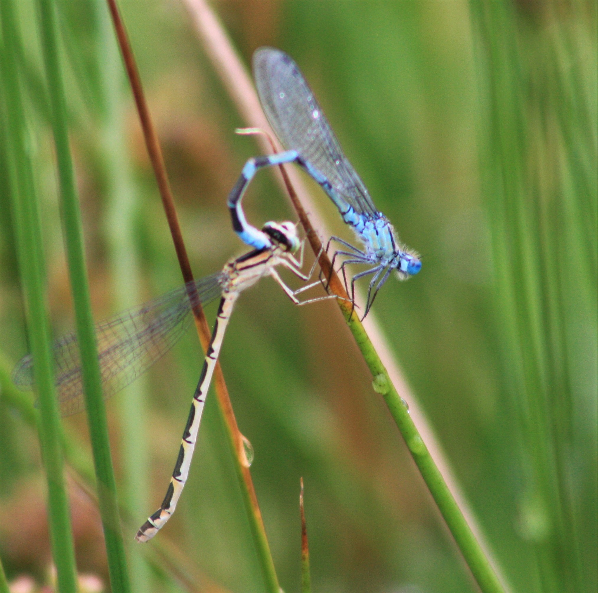 blue dragonflies