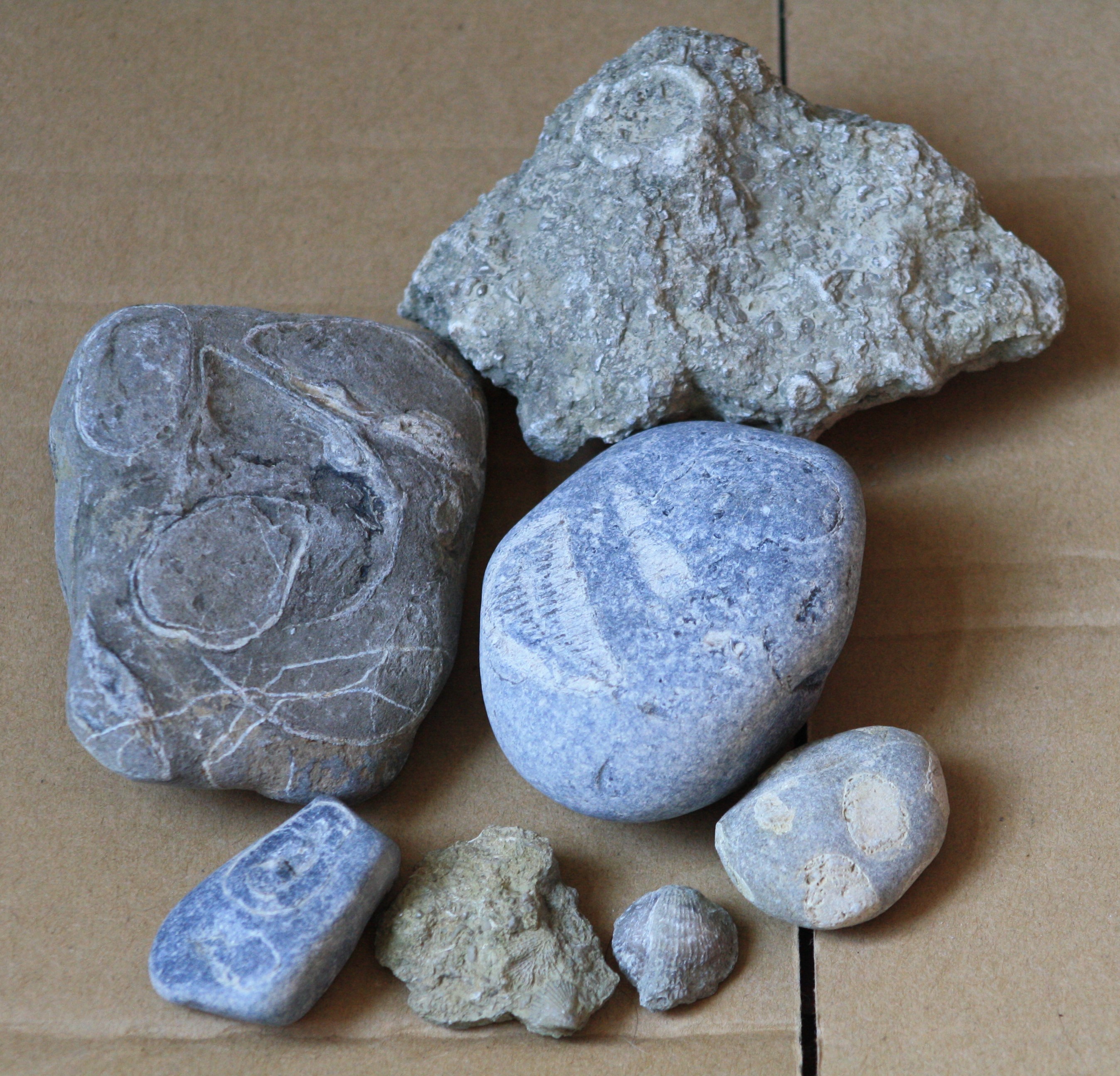 fossil collection