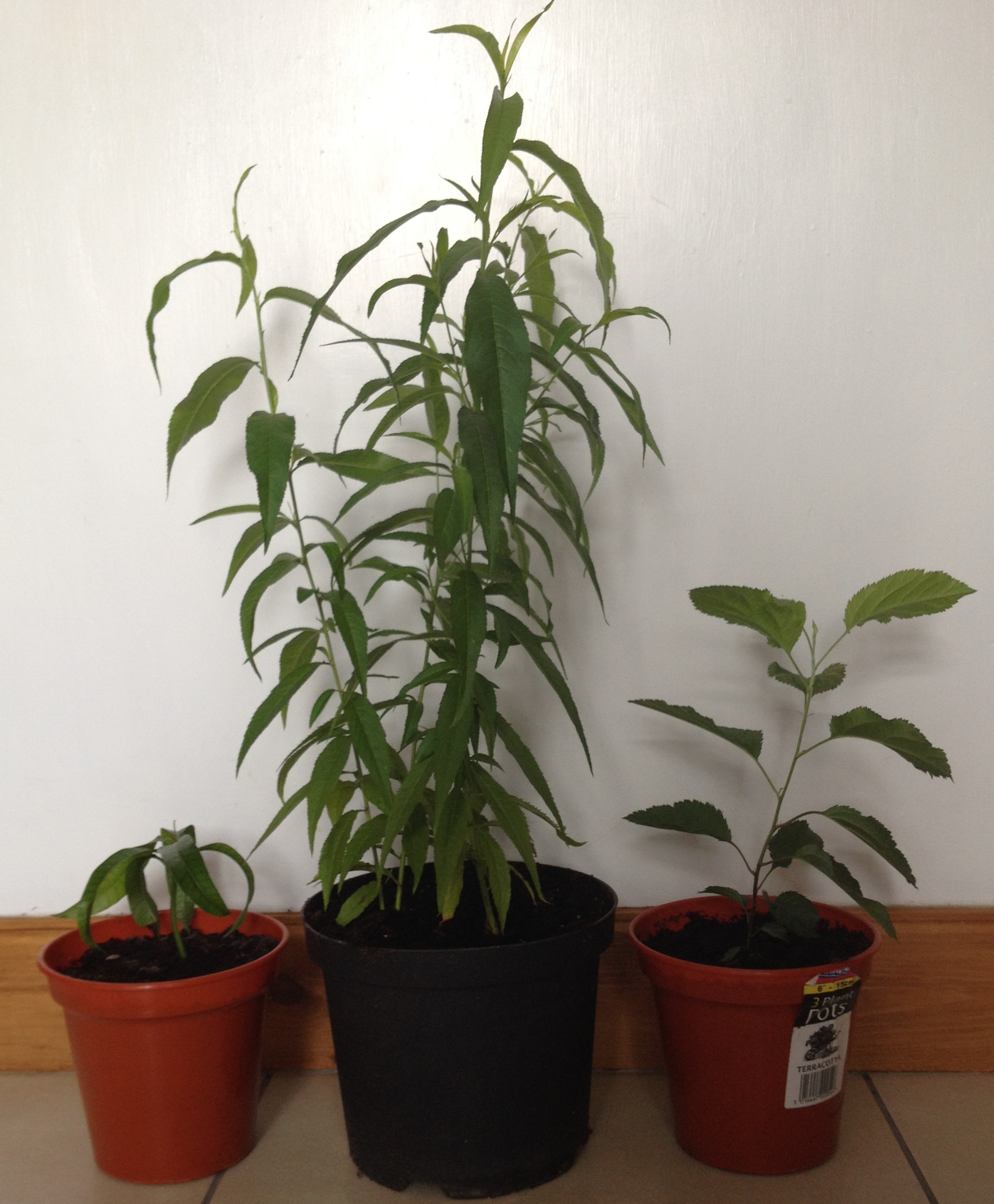 tree saplings in pots