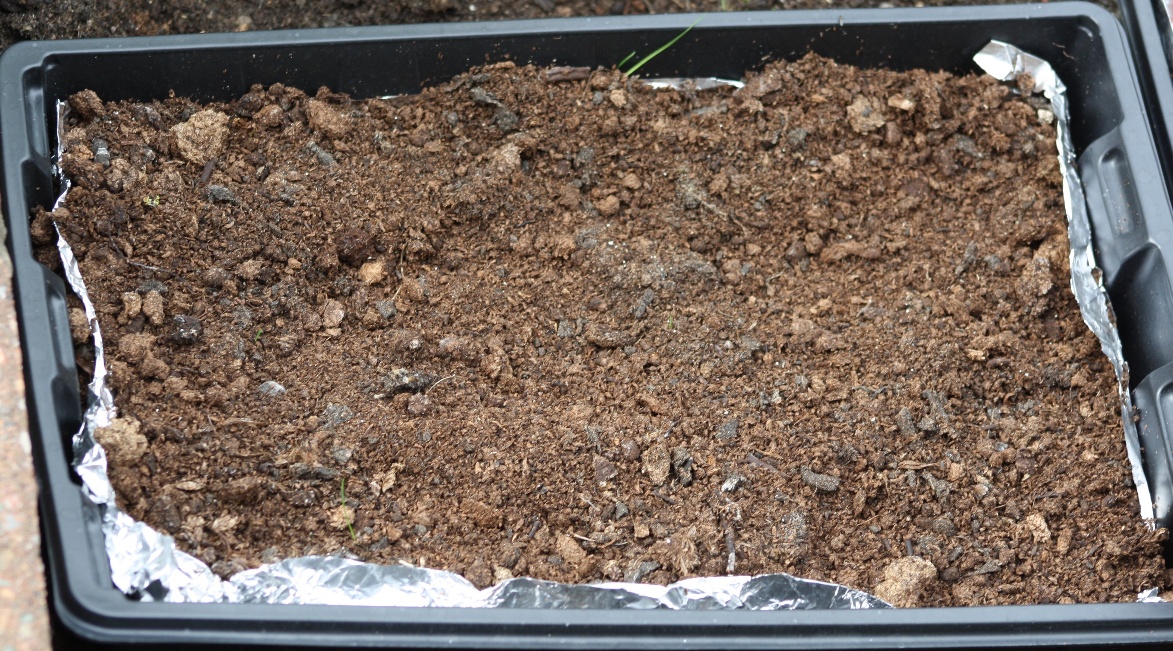 seed tray with no seedlings growing