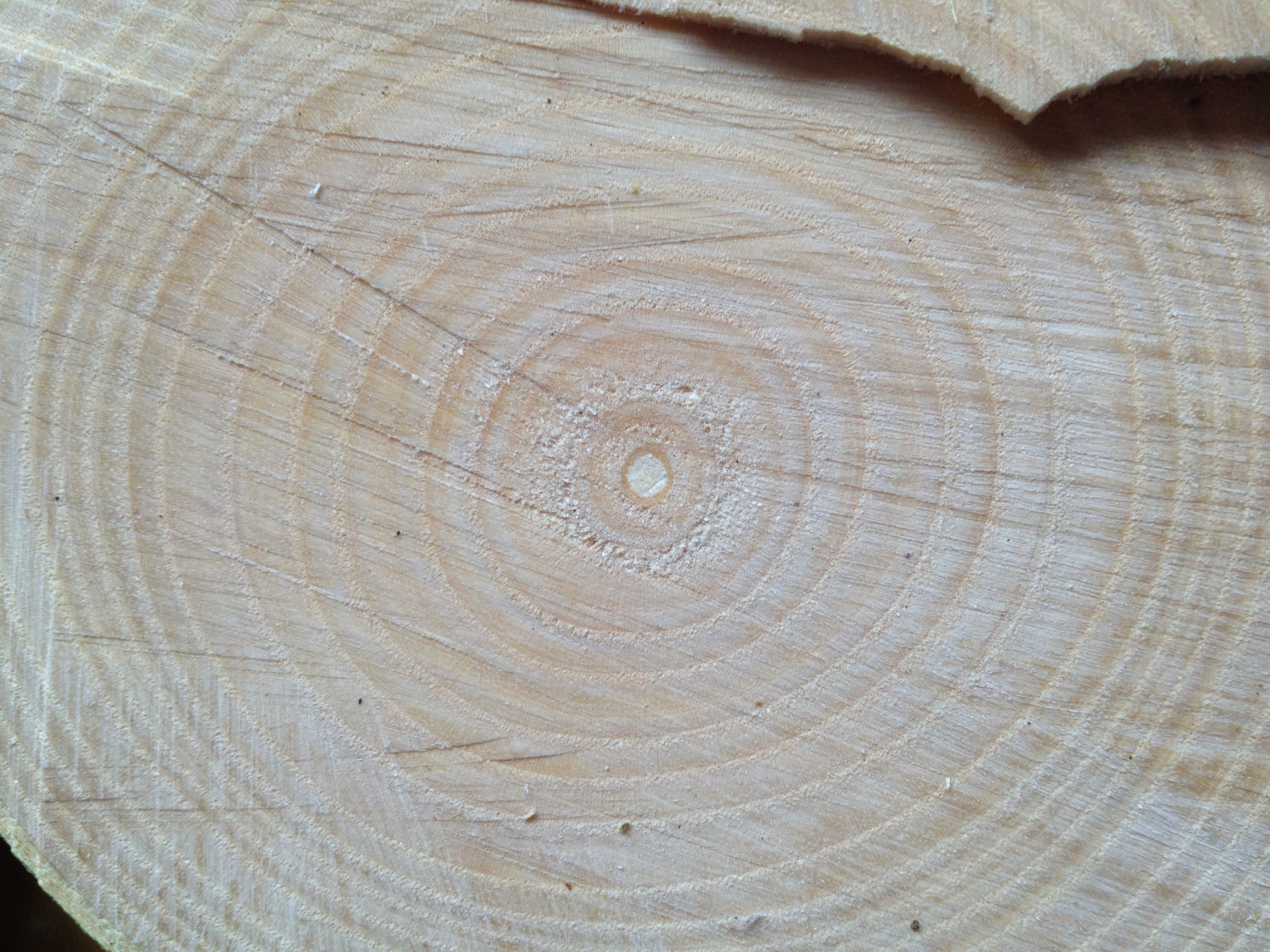 closeup of tree rings