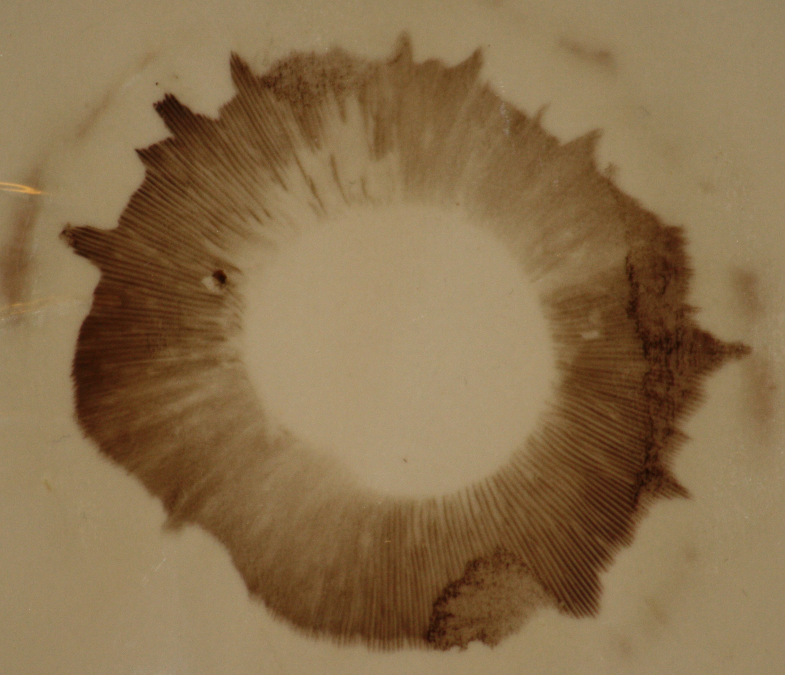 mushroom spore print