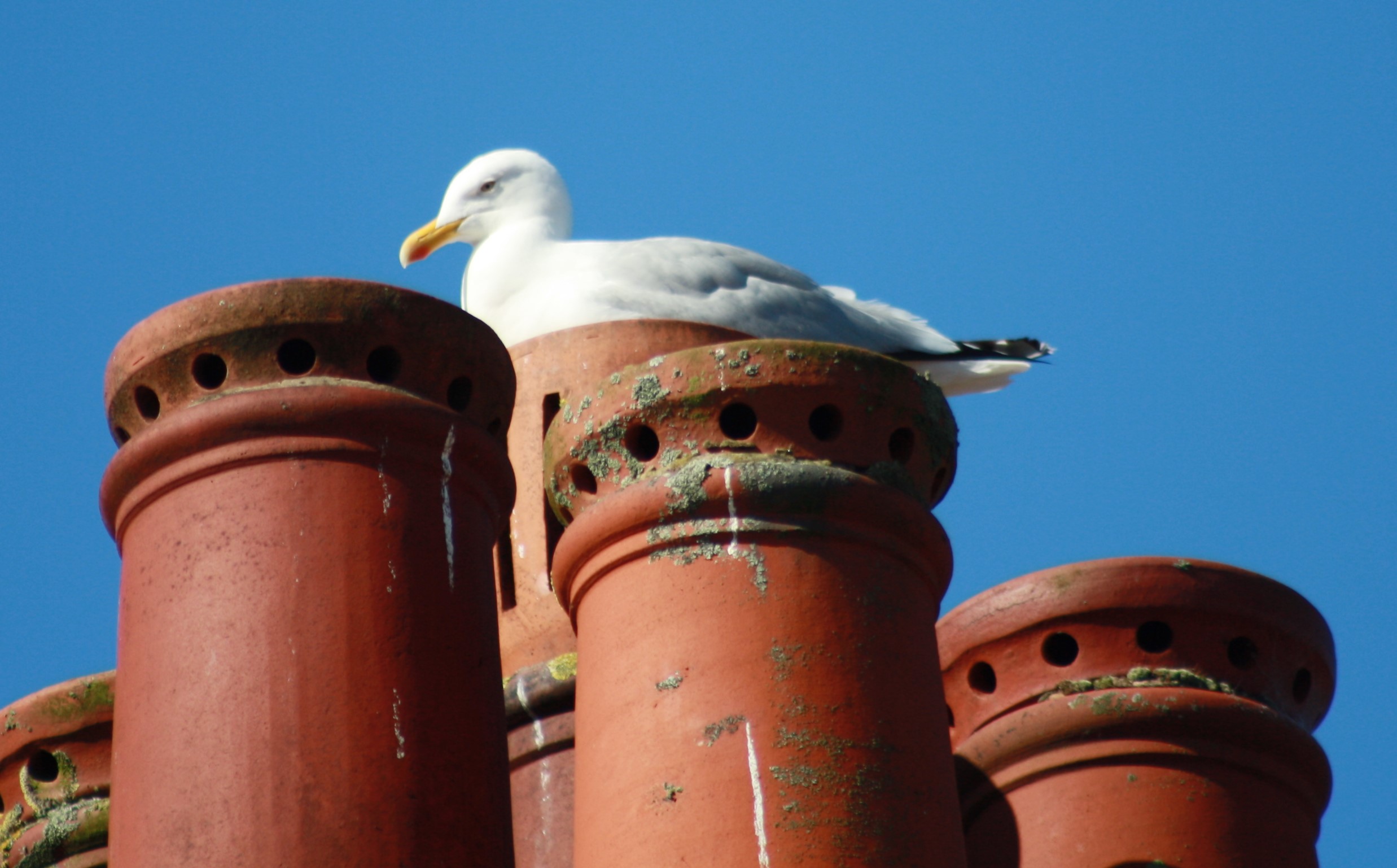 nesting seagull on chimney