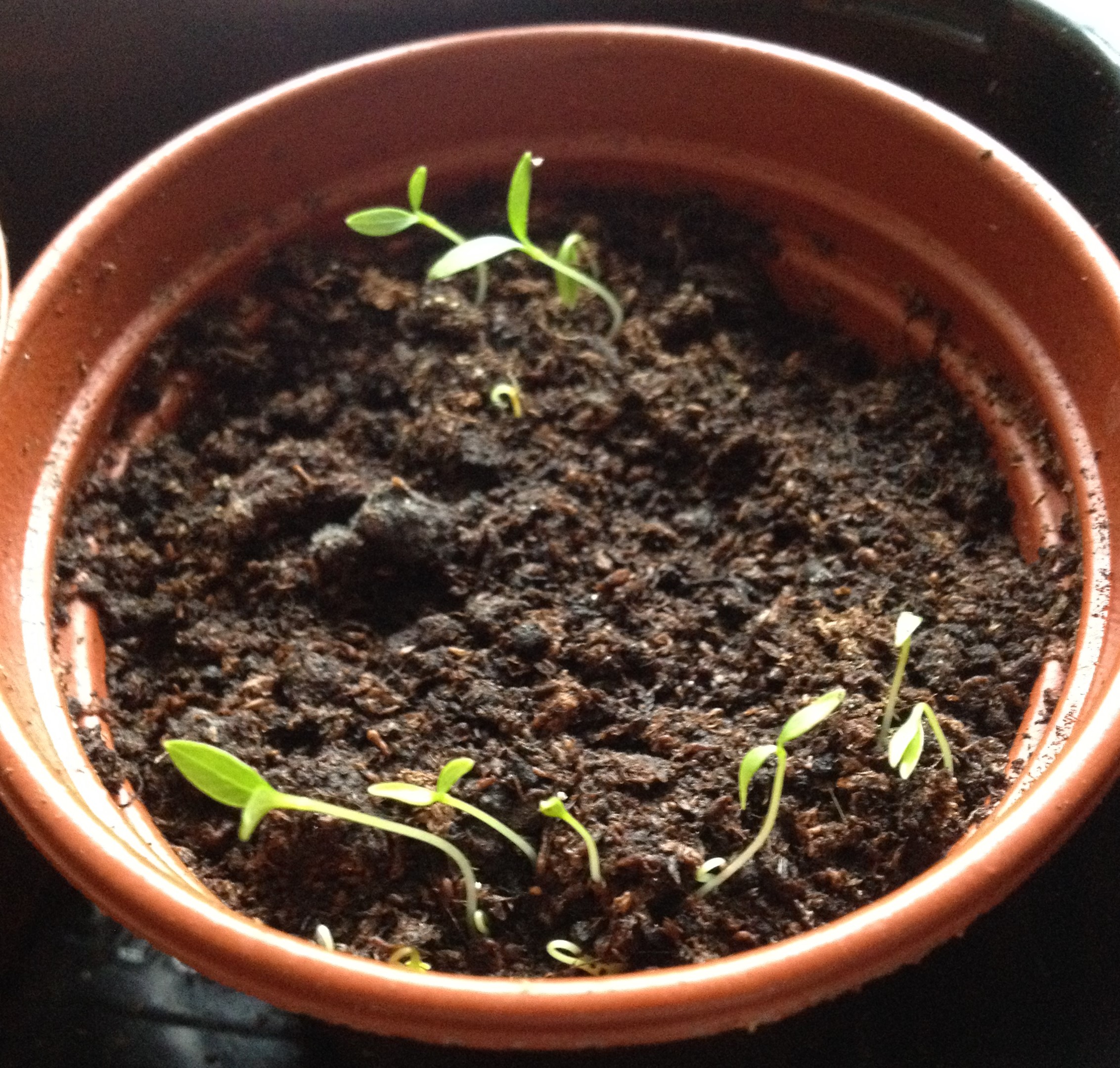 parsley planted 10 days ago