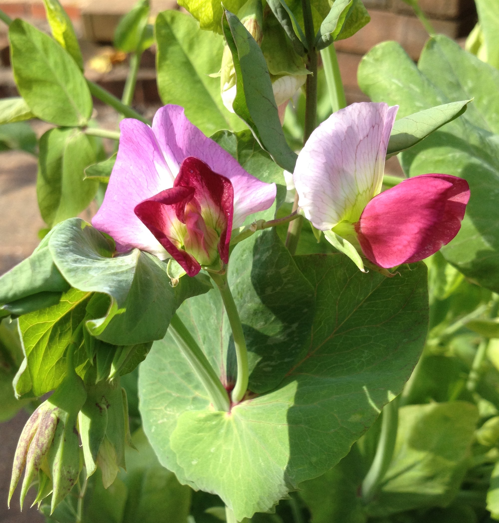 flowers on purple-podded pea plants