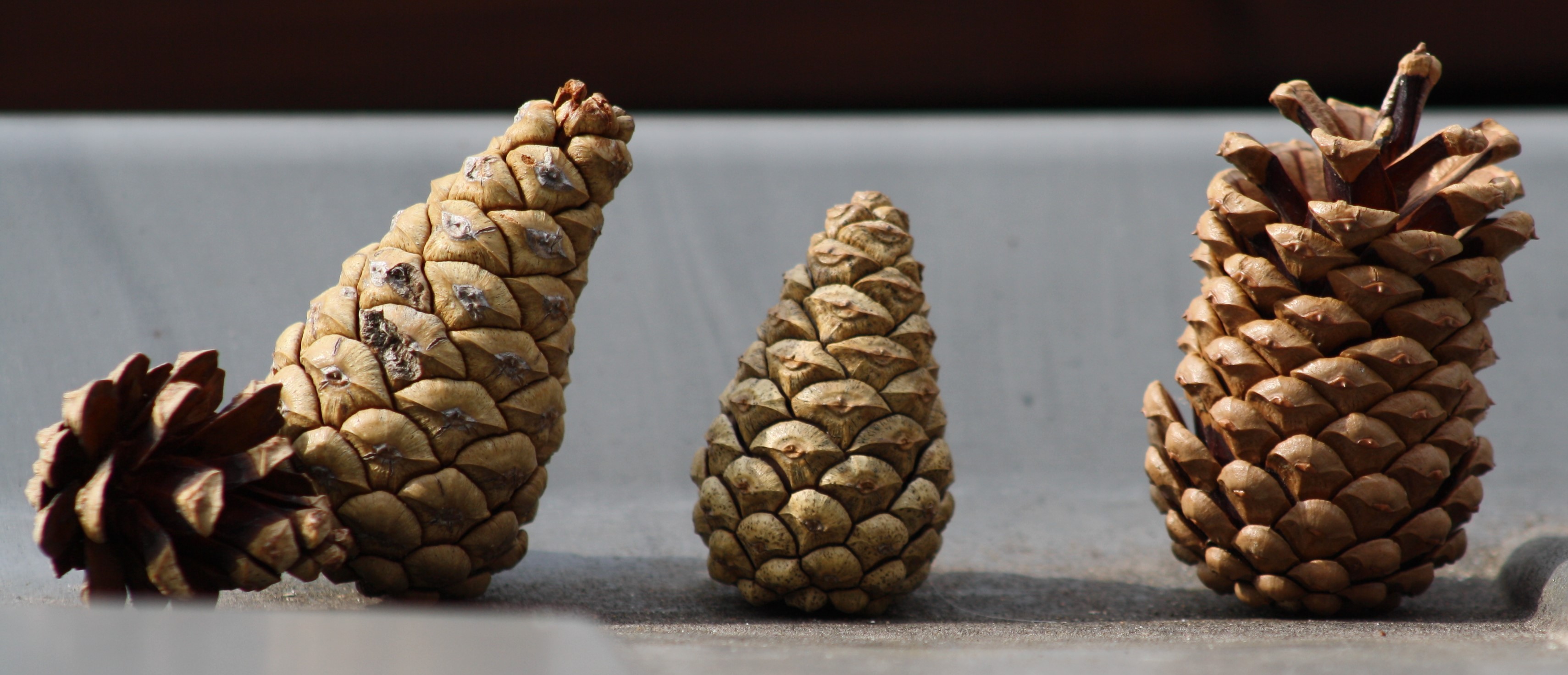 pine cones closed in damp weather