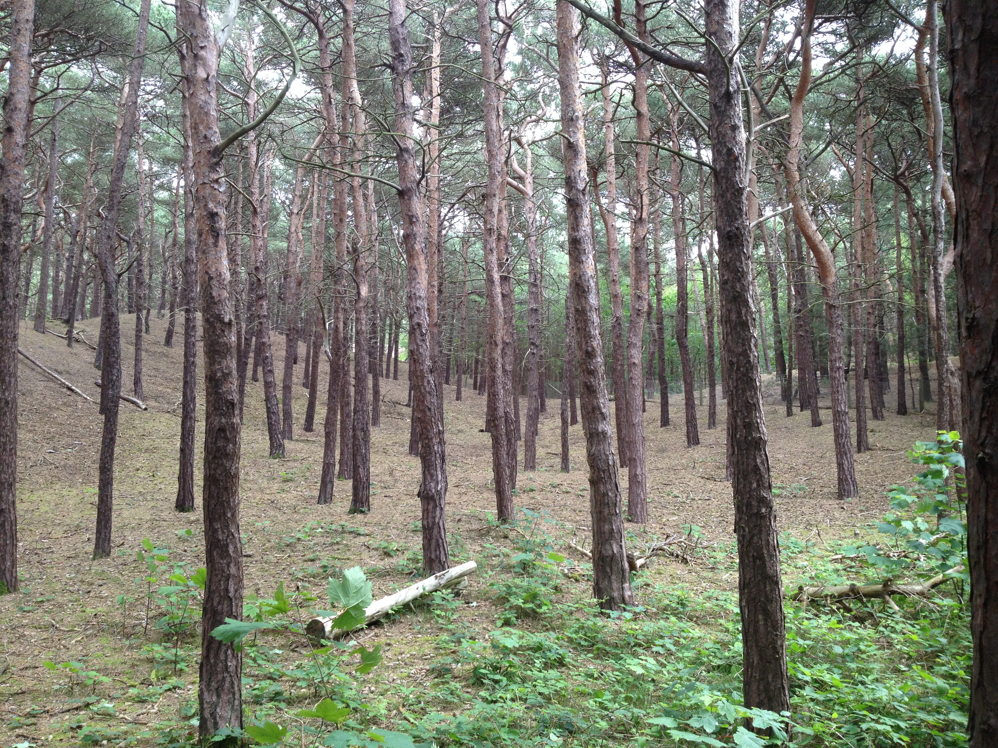 Formby pine woods