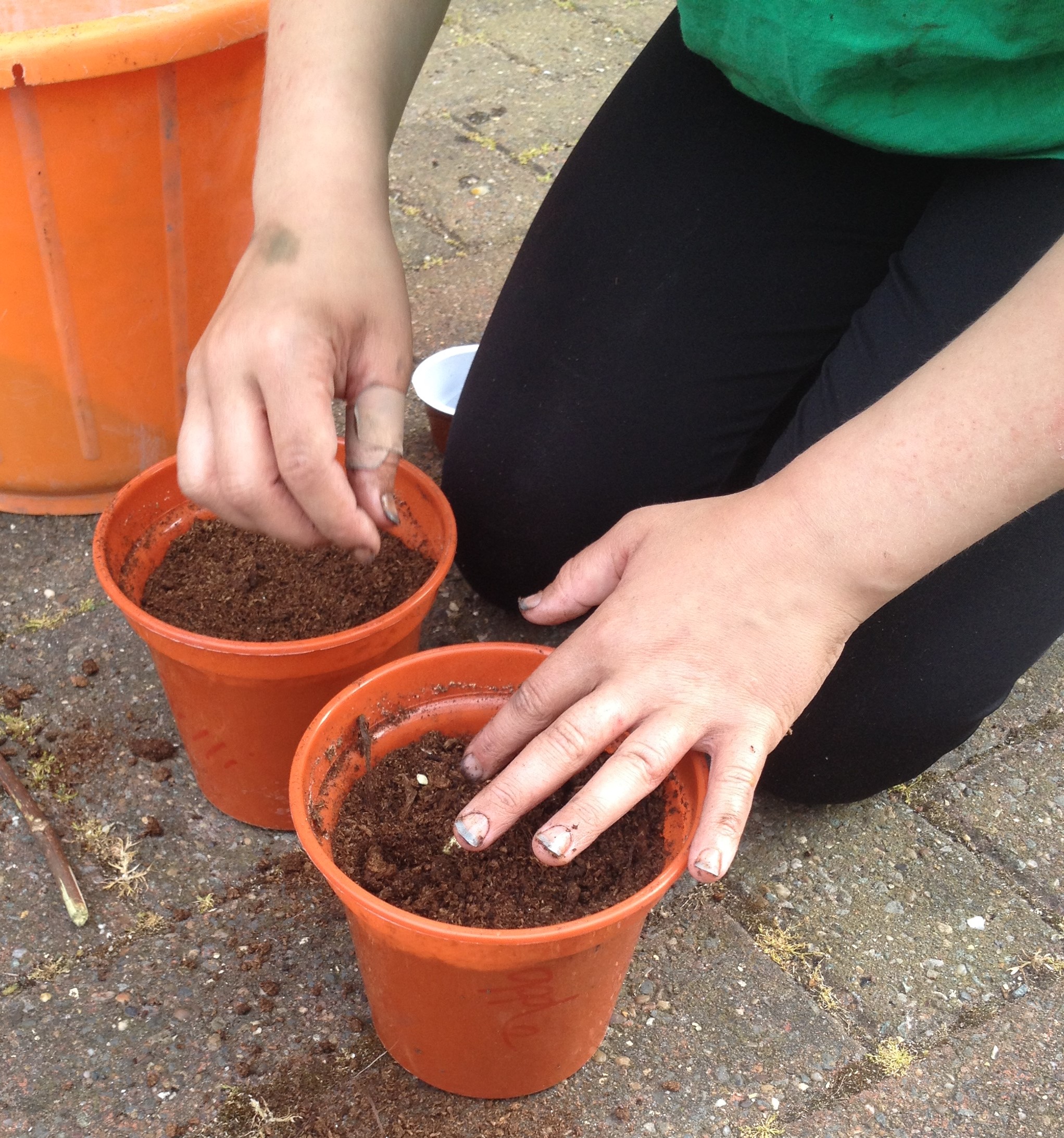 putting orange pips into pots filled with compost