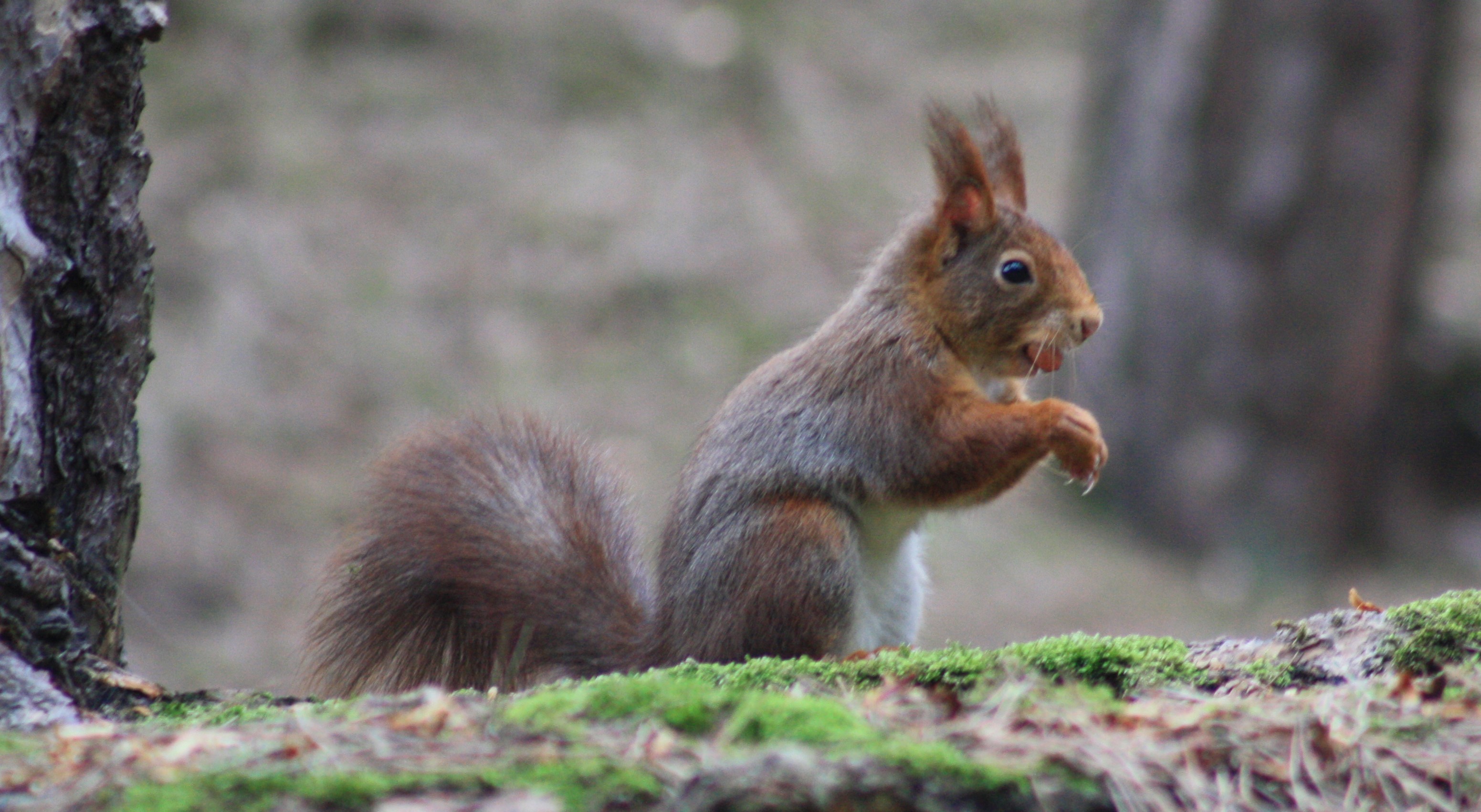 Formby red squirrel