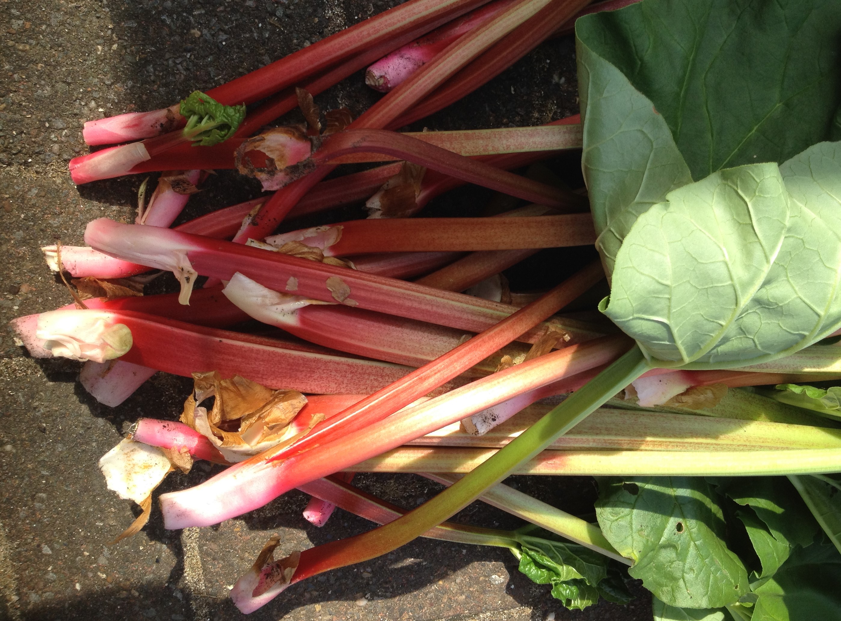 sticks of rhubarb