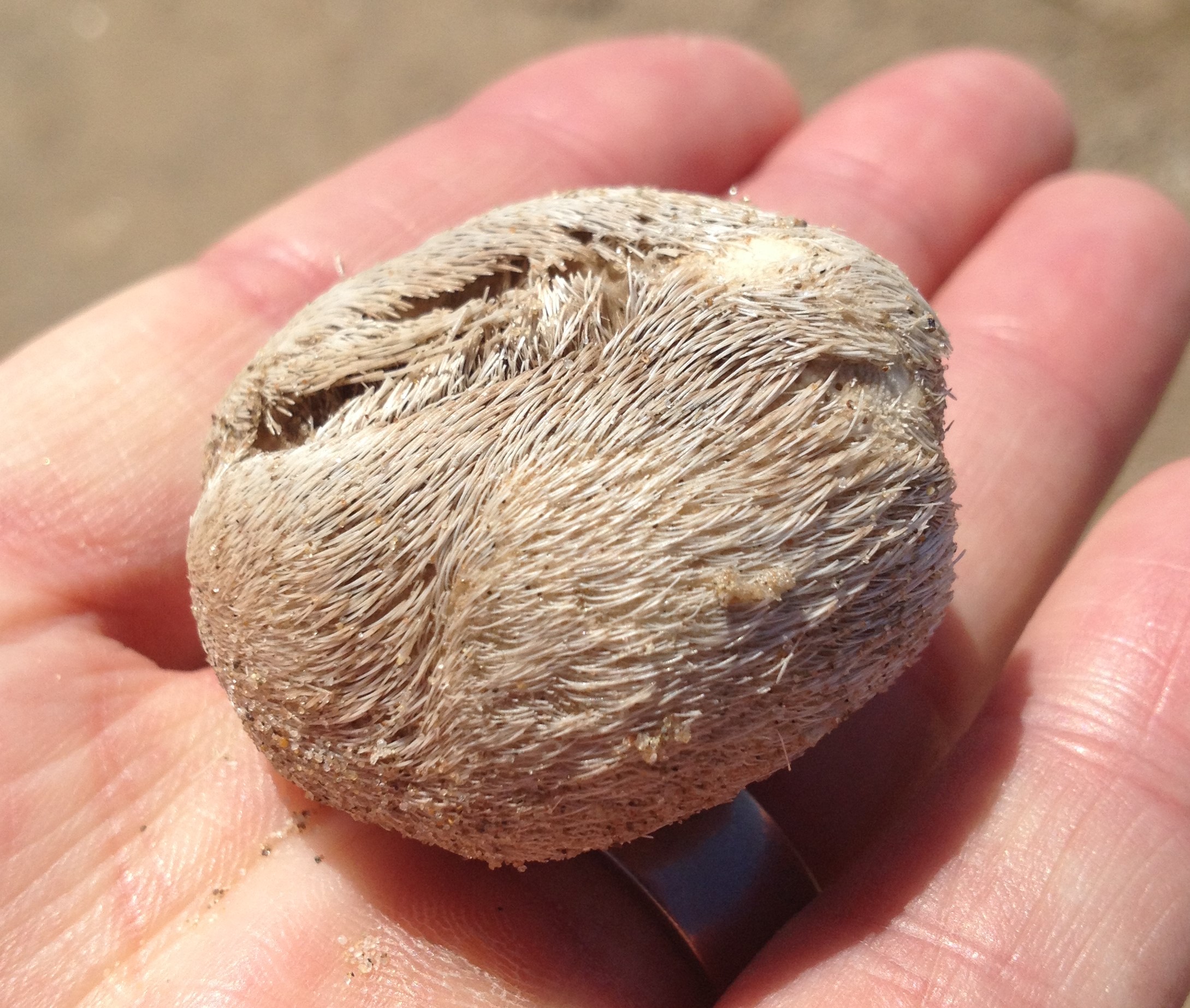 sea potato (Echinocardium_cordatum)