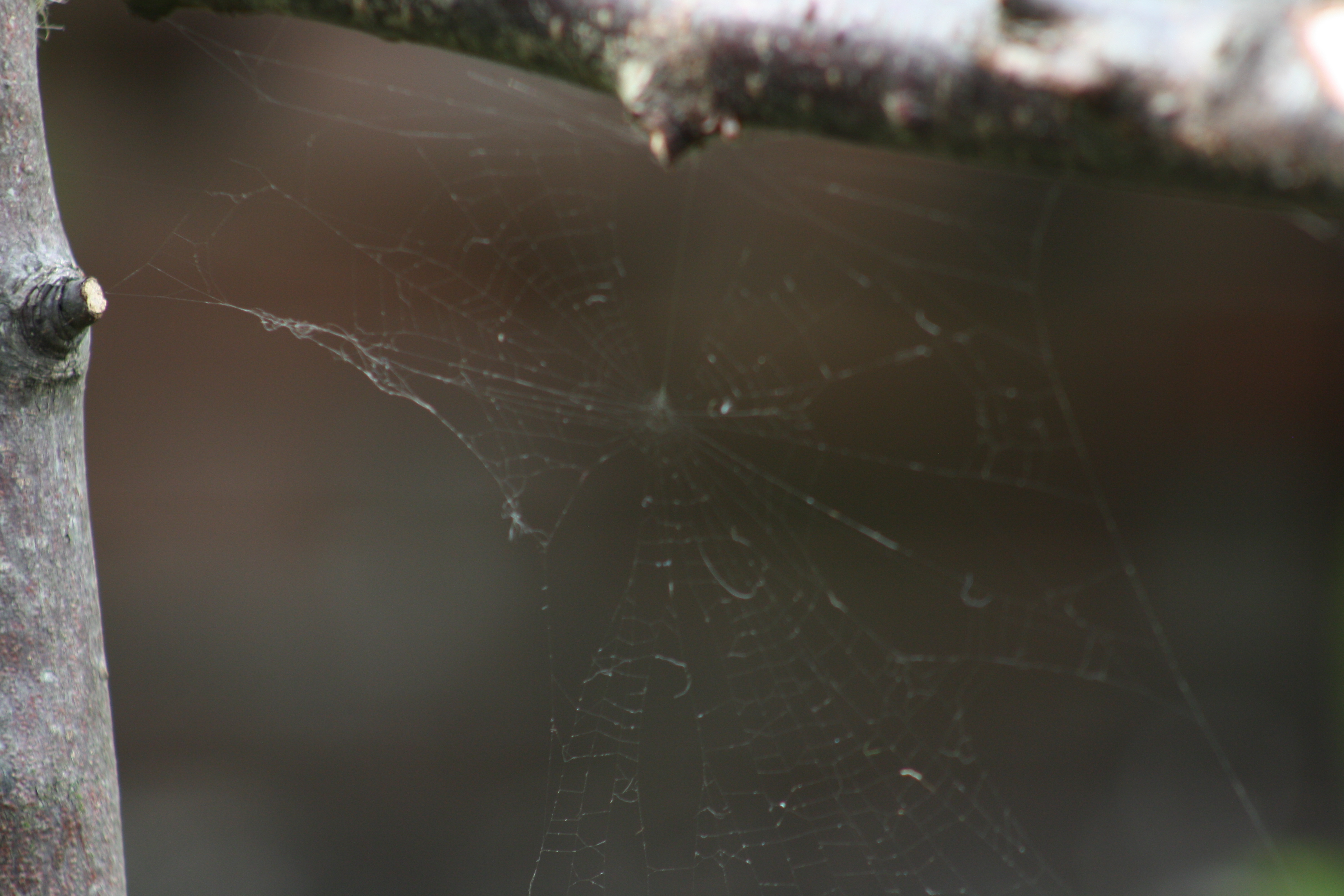 web in spider catcher