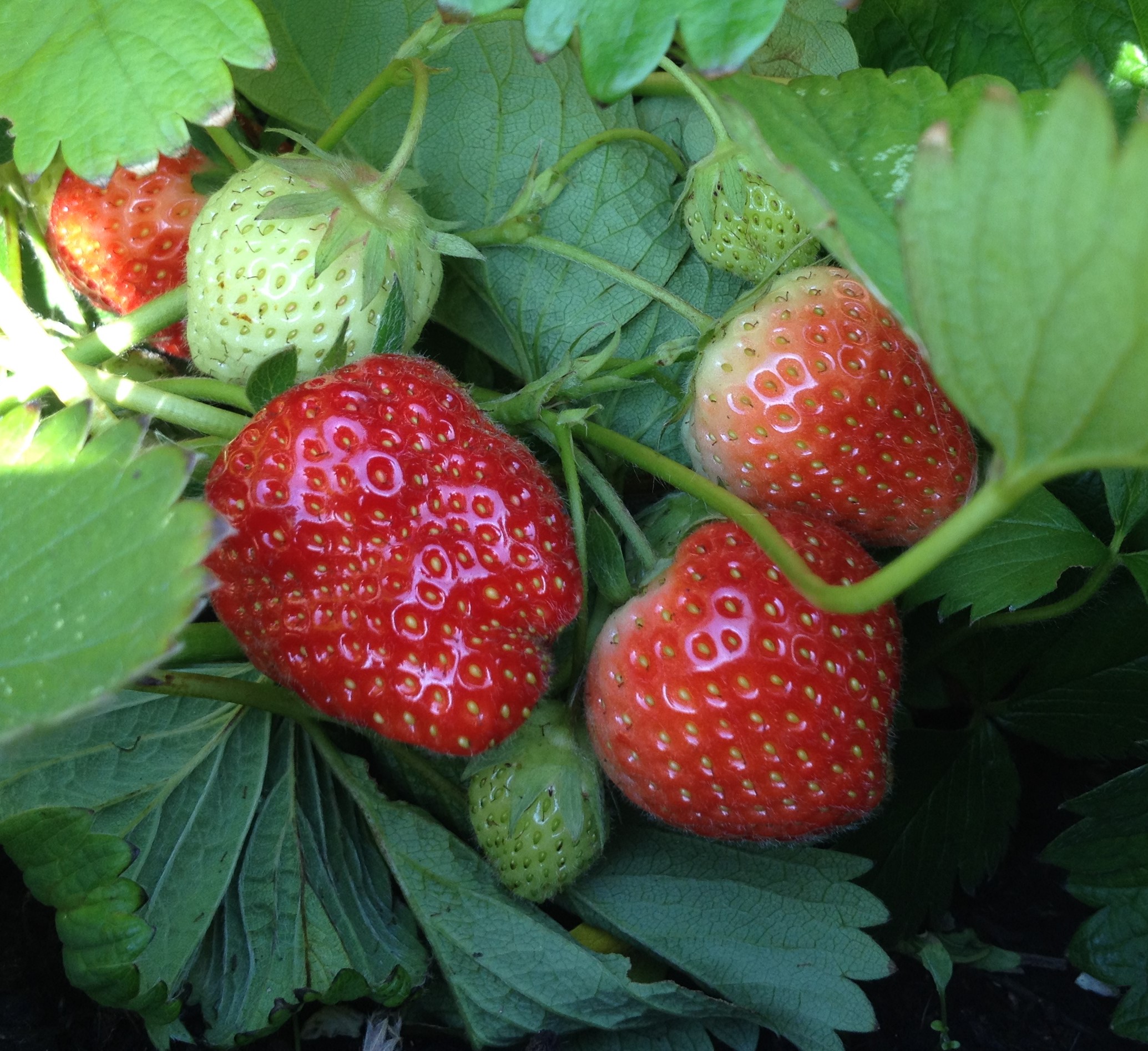 red strawberries growing