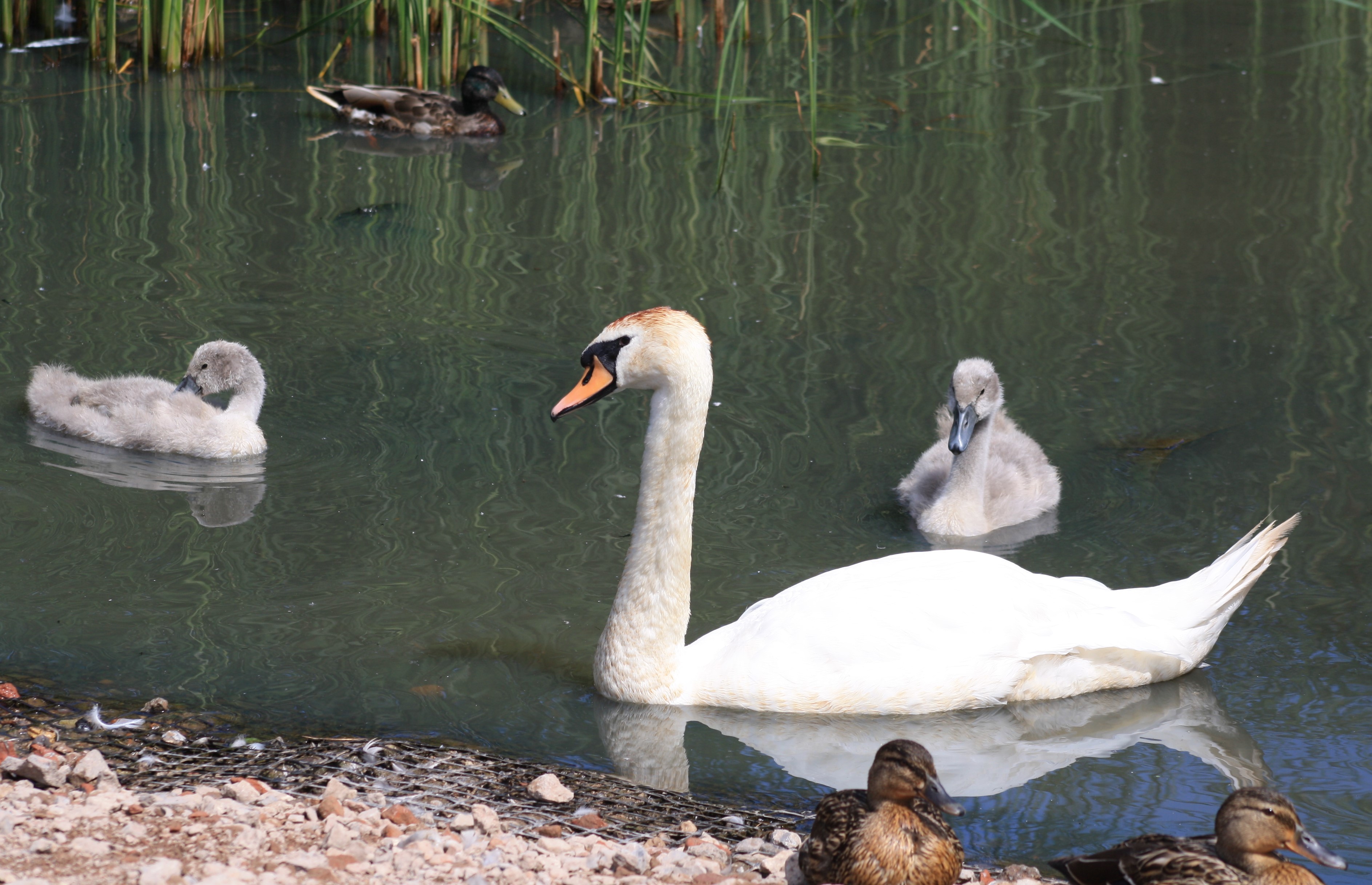 ducks and swans at Marton Mere nature reserve