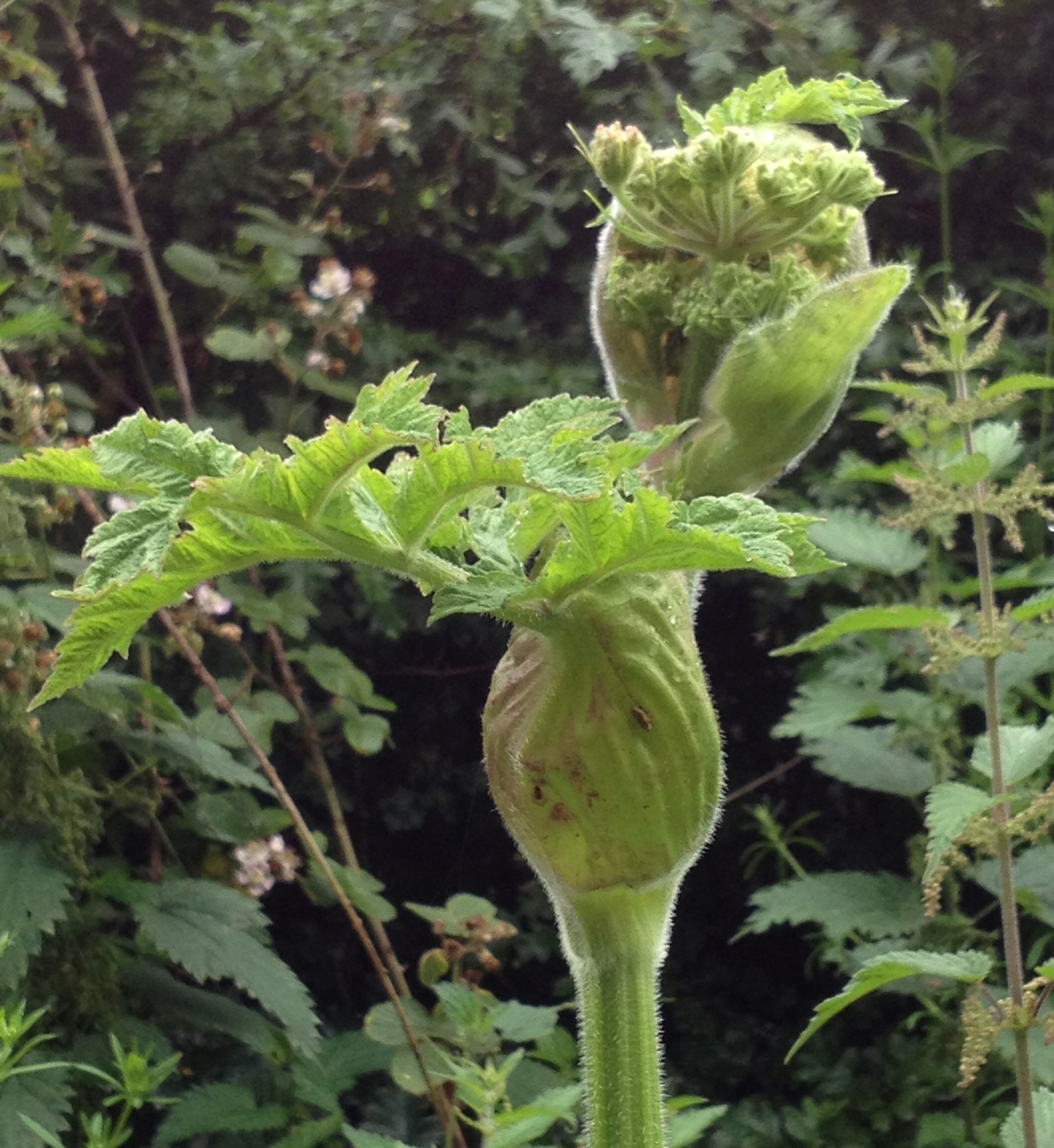 wildflower with leaves opening from pod