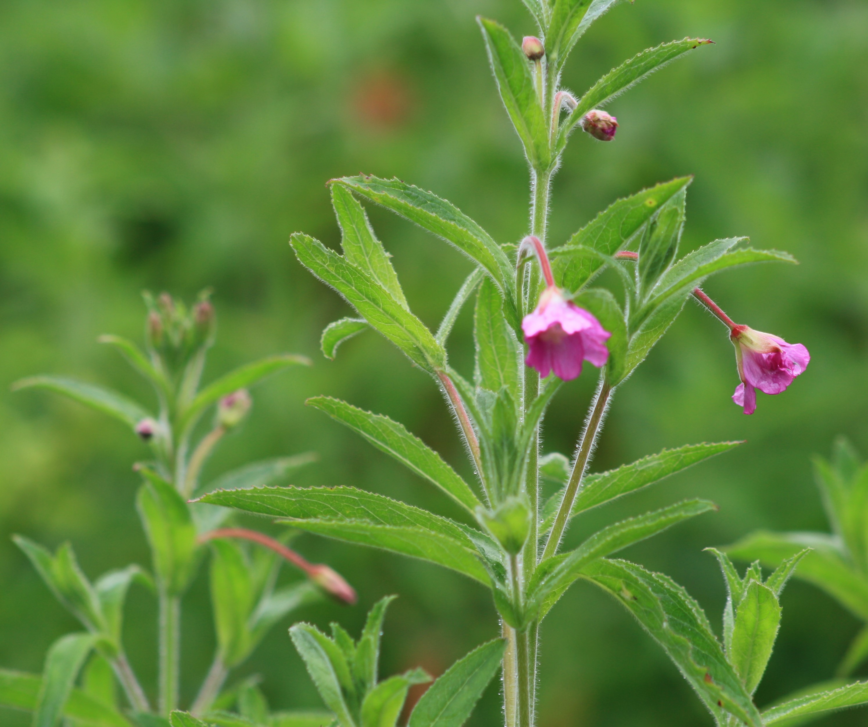 pink wildflower