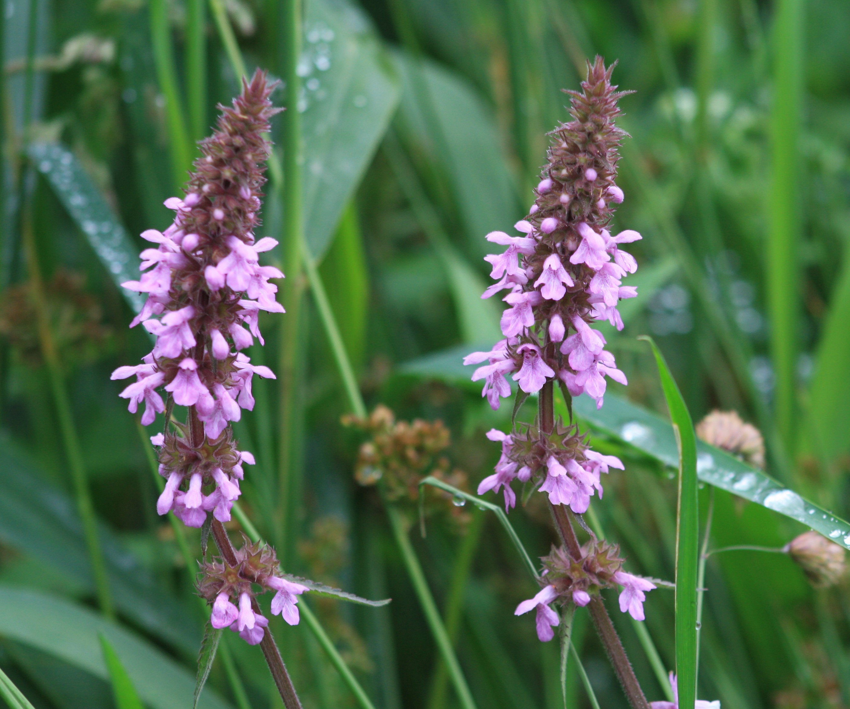 pink orchid