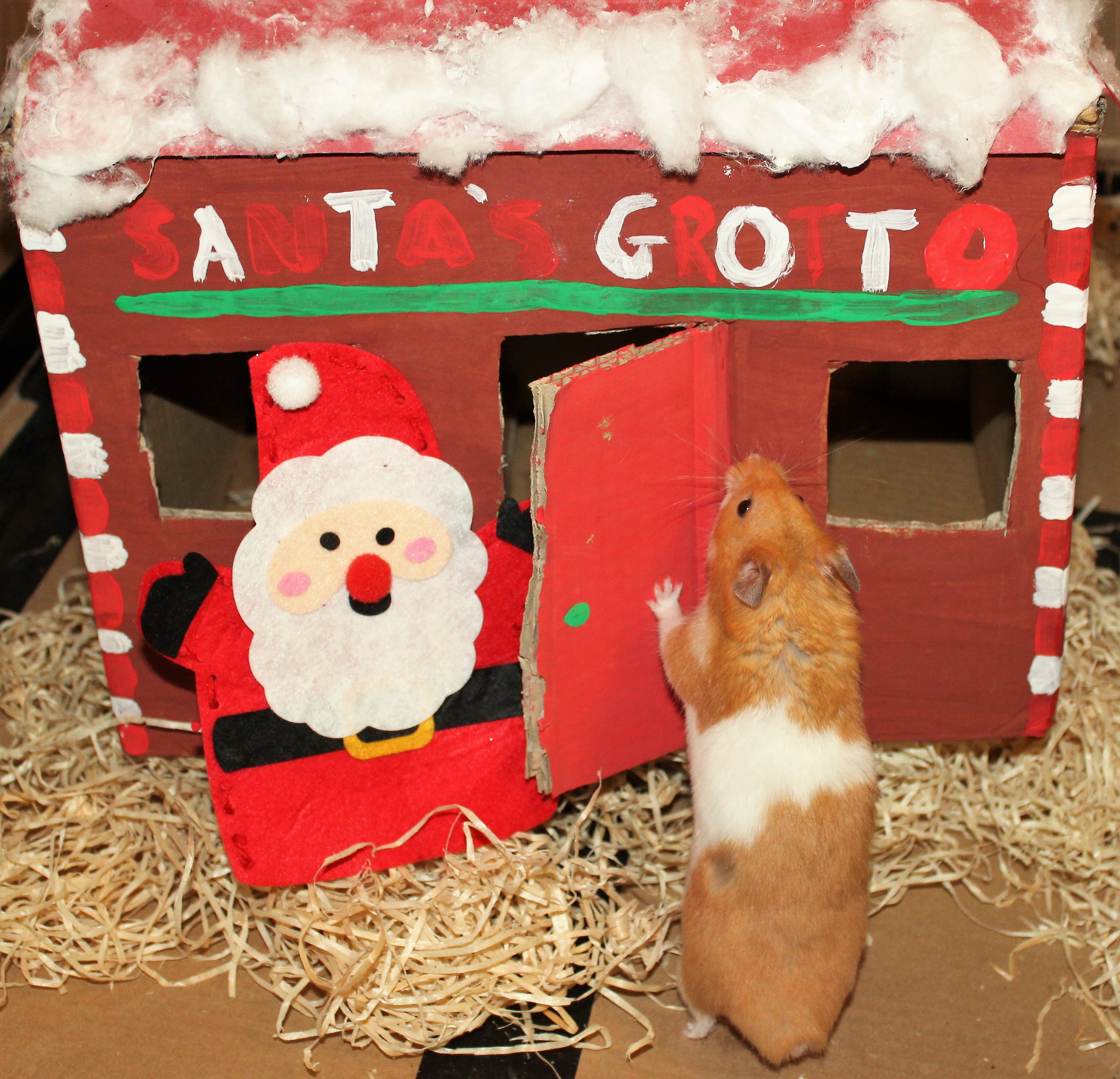 Photo of Milku with cardboard Santa's House