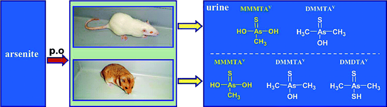 arsenic in hamsters experiment diagram